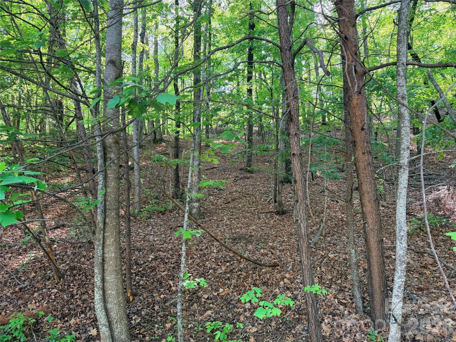 0000 Lakewood Drive - Photo 3