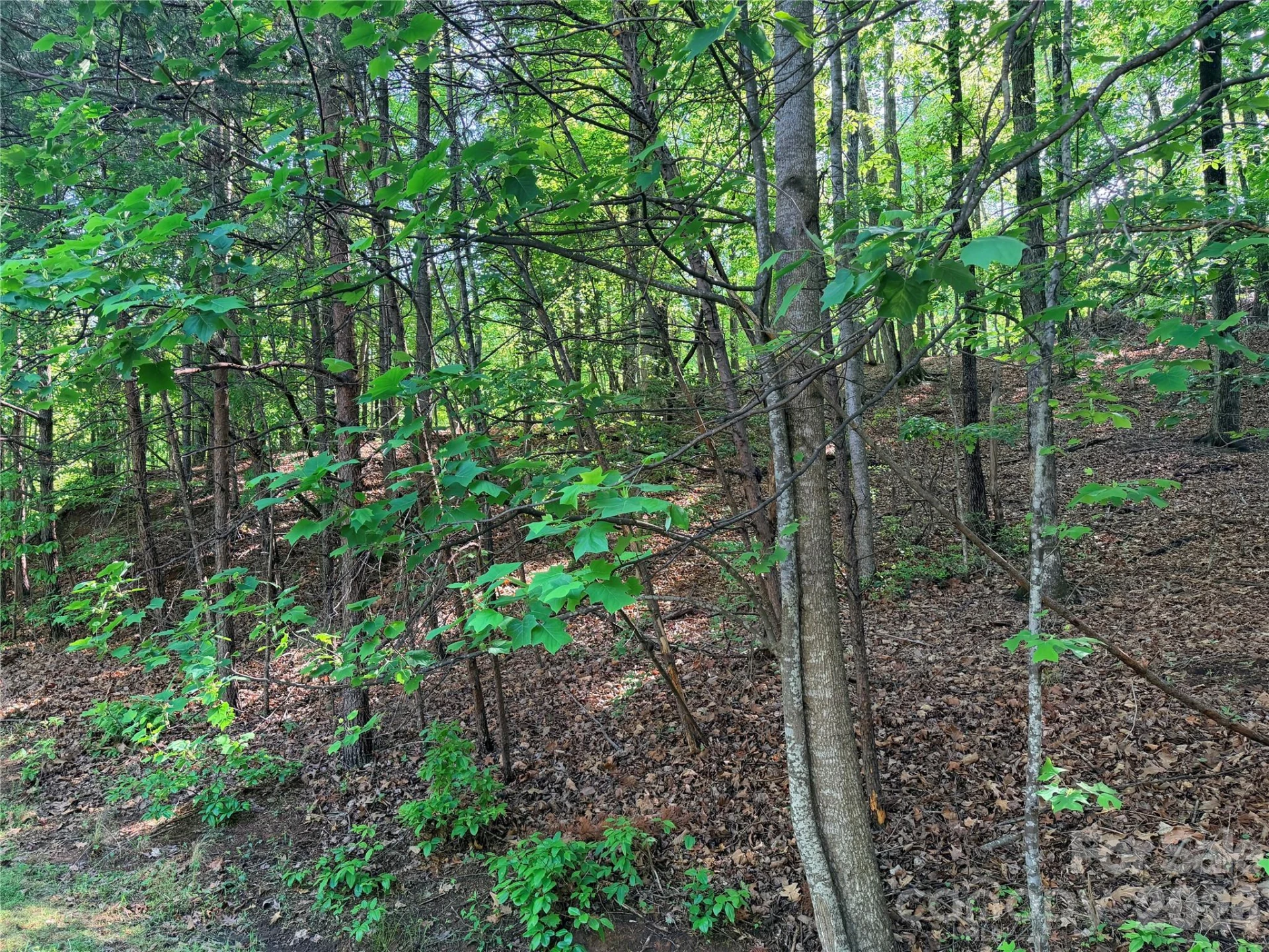 0000 Lakewood Drive - Photo 4