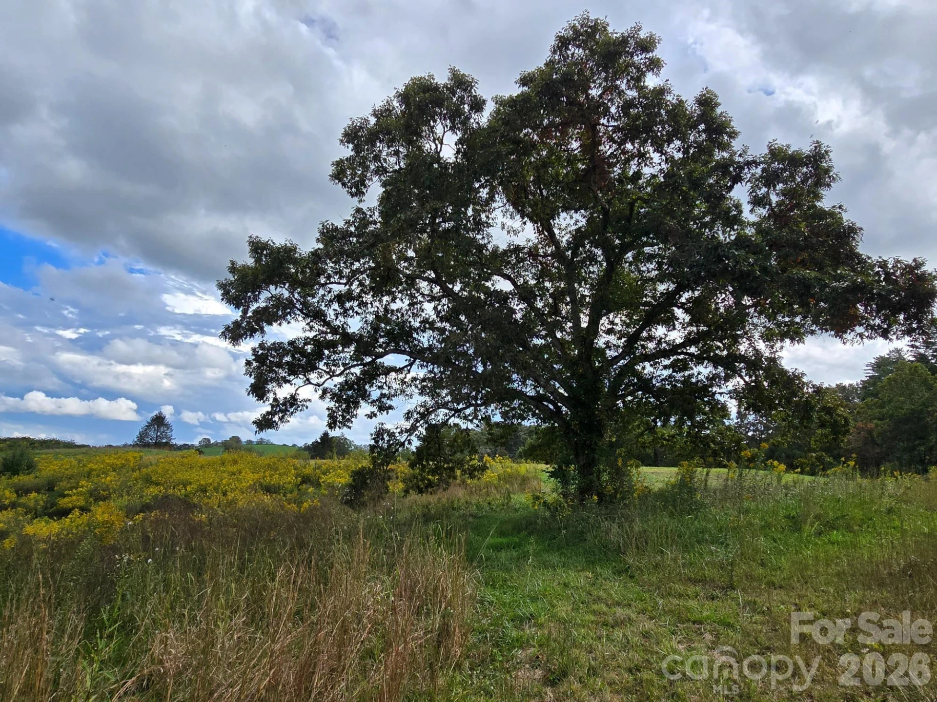 128 Cook Lane #(25 Acres) - Photo 3