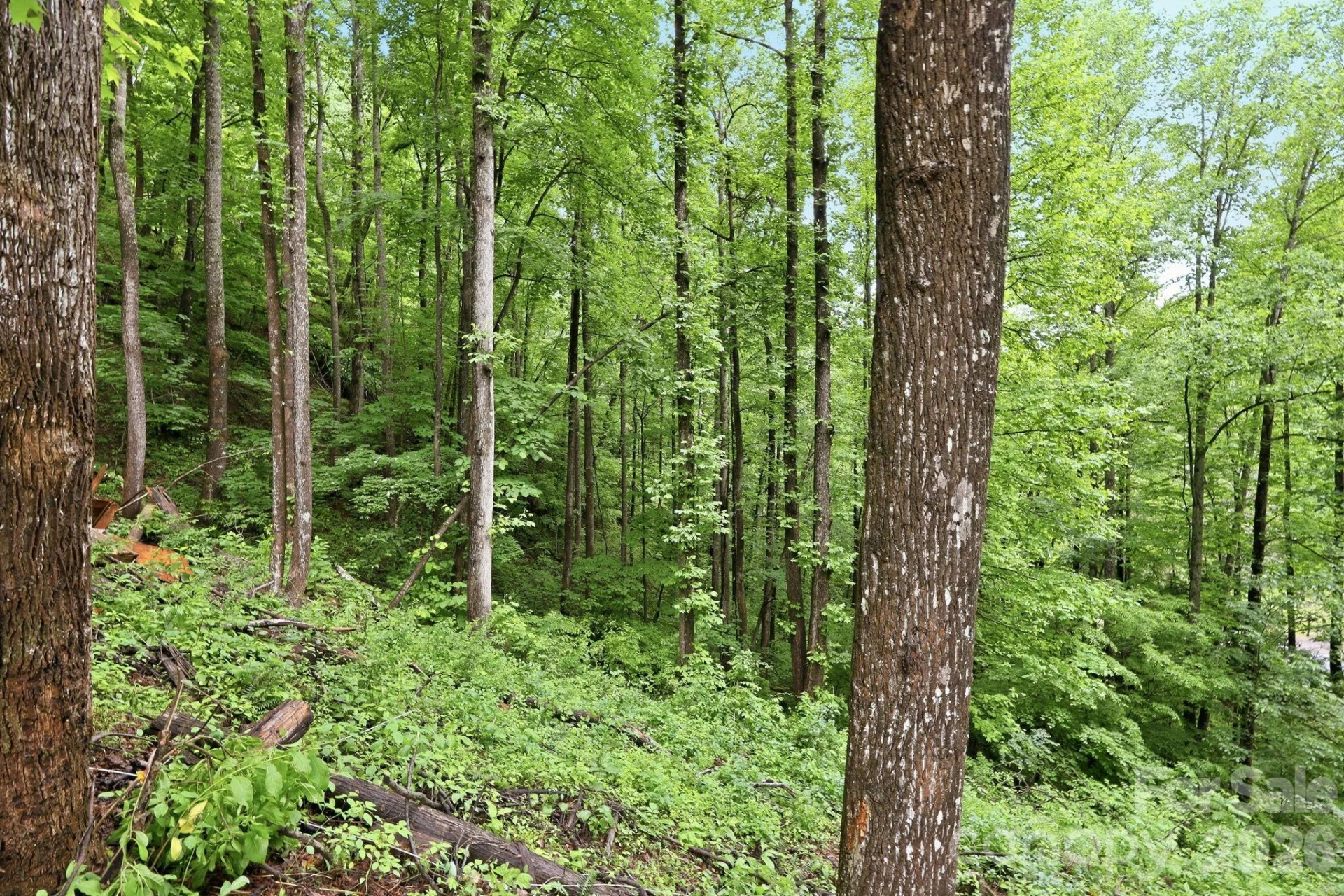 182 Saw Branch Road - Photo 35