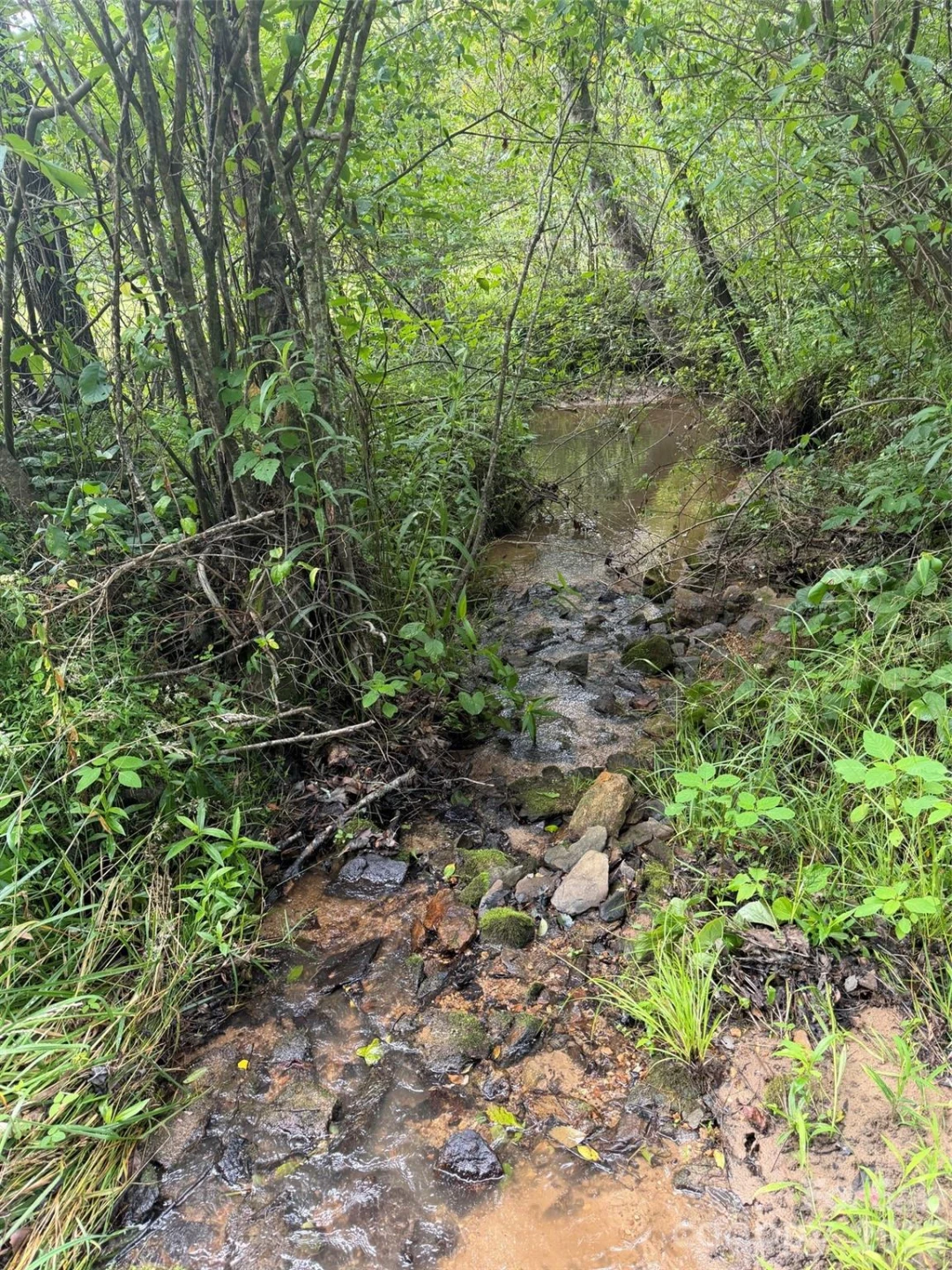 Lot 10 Parker Padgett Road - Photo 2