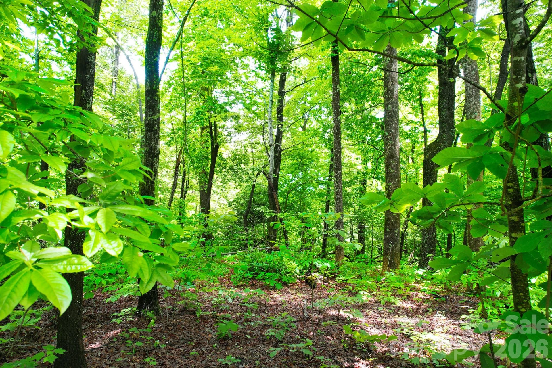 215 Laurel Mountain Trail #10 - Photo 11