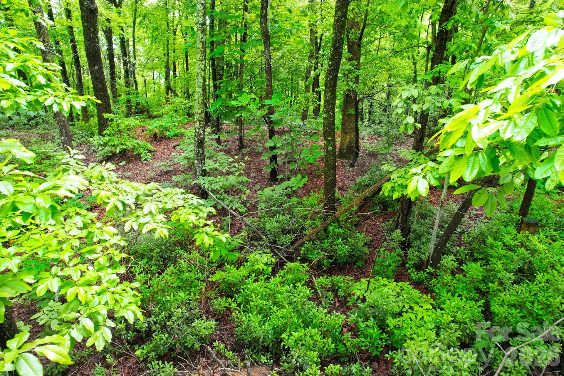 215 Laurel Mountain Trail #10 - Photo 12