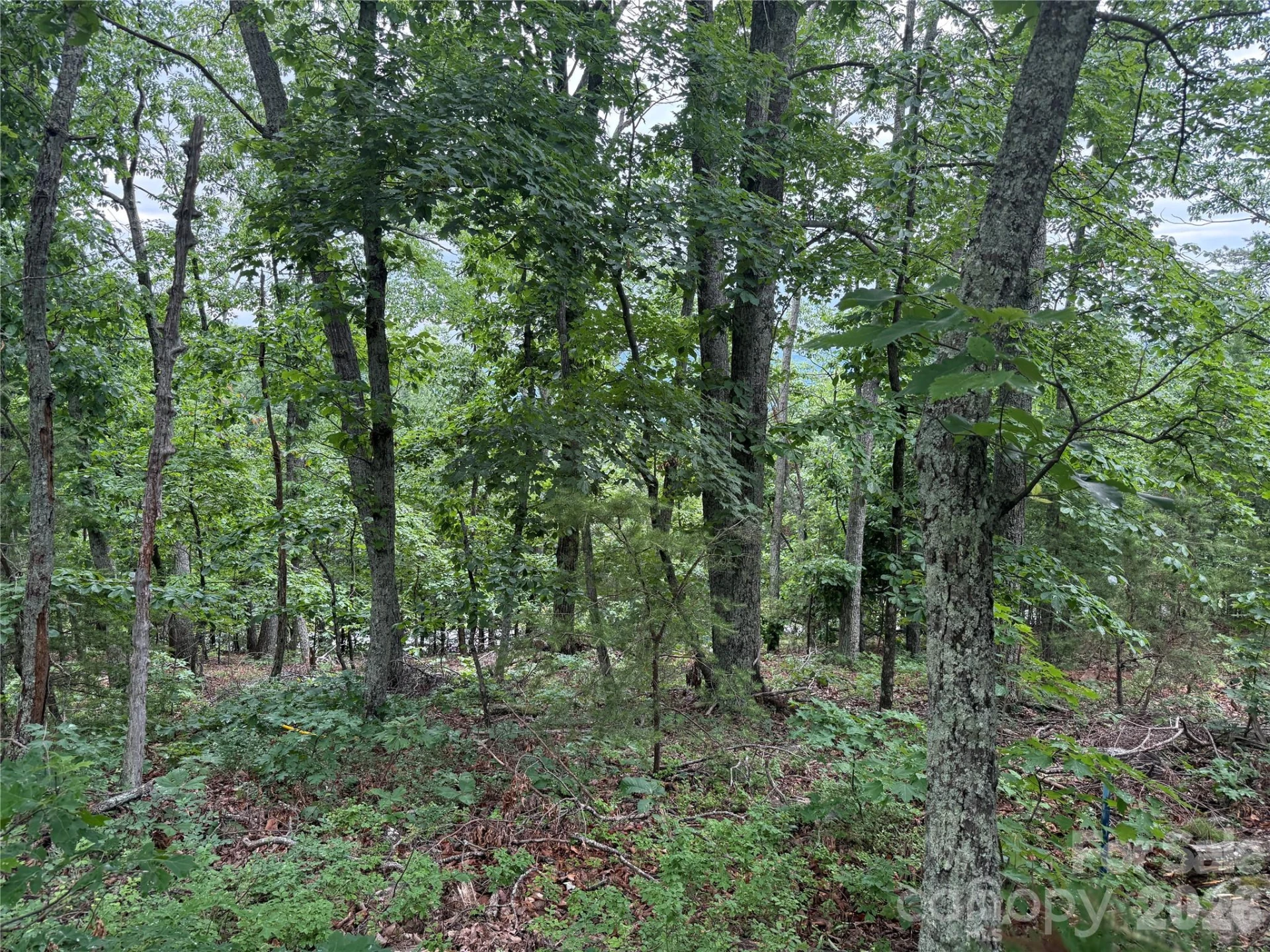 0 Arbra Mountain Way #54 - Photo 3