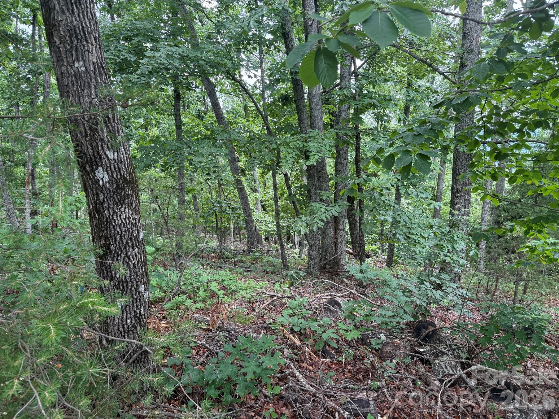 0 Arbra Mountain Way #54 - Photo 5