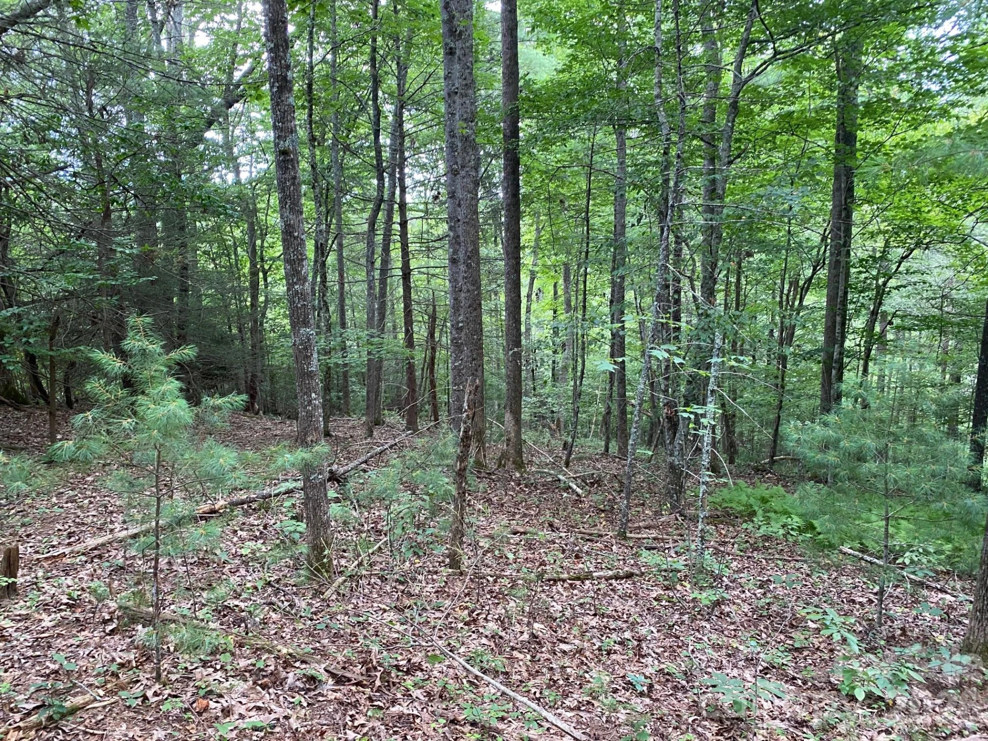 192 Pine Cone Trail #21 - Photo 4