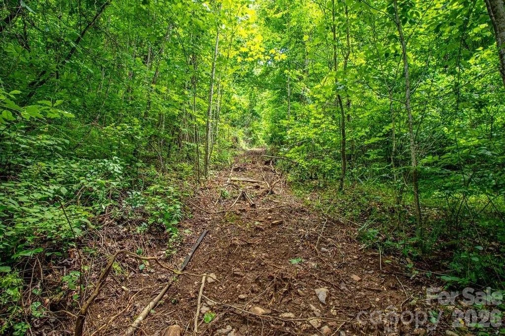 9999 Sandy Mush Creek Road - Photo 7
