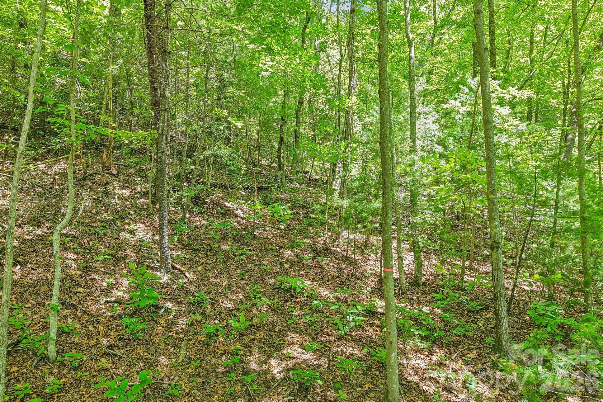 11 Magnolia Branch Drive - Photo 10