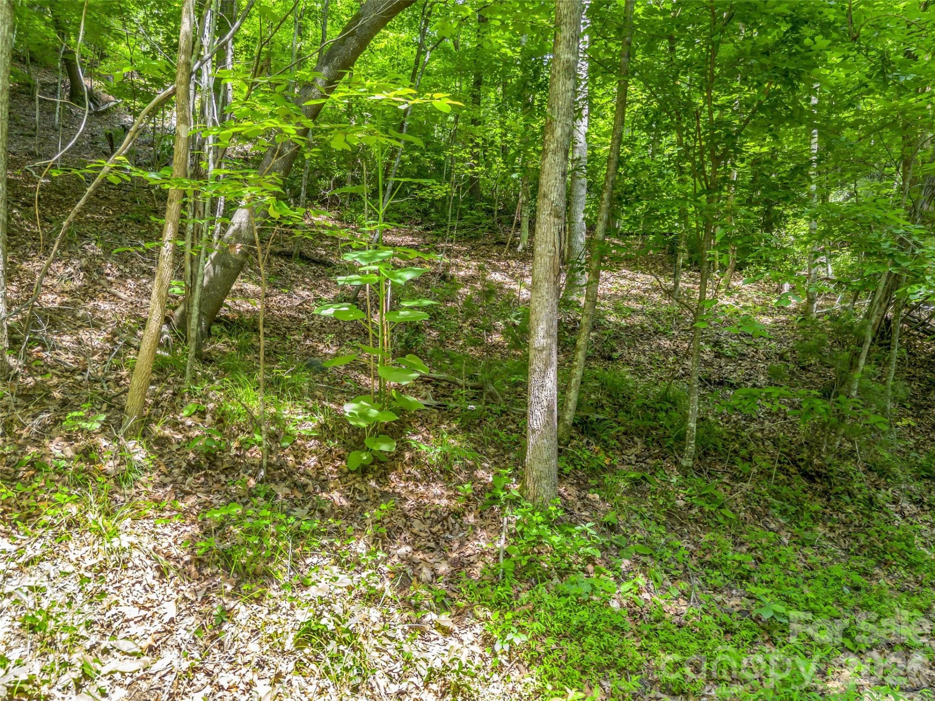 00 Chipmonk Trail #107 - Photo 4