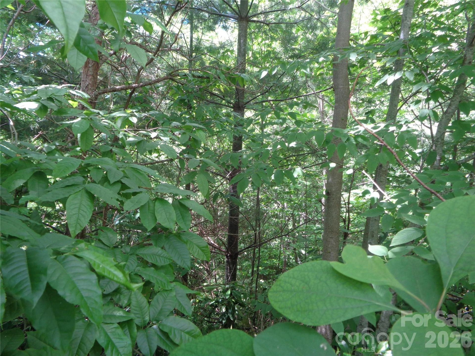 Lot 6 Peaks Creek Trail - Photo 2