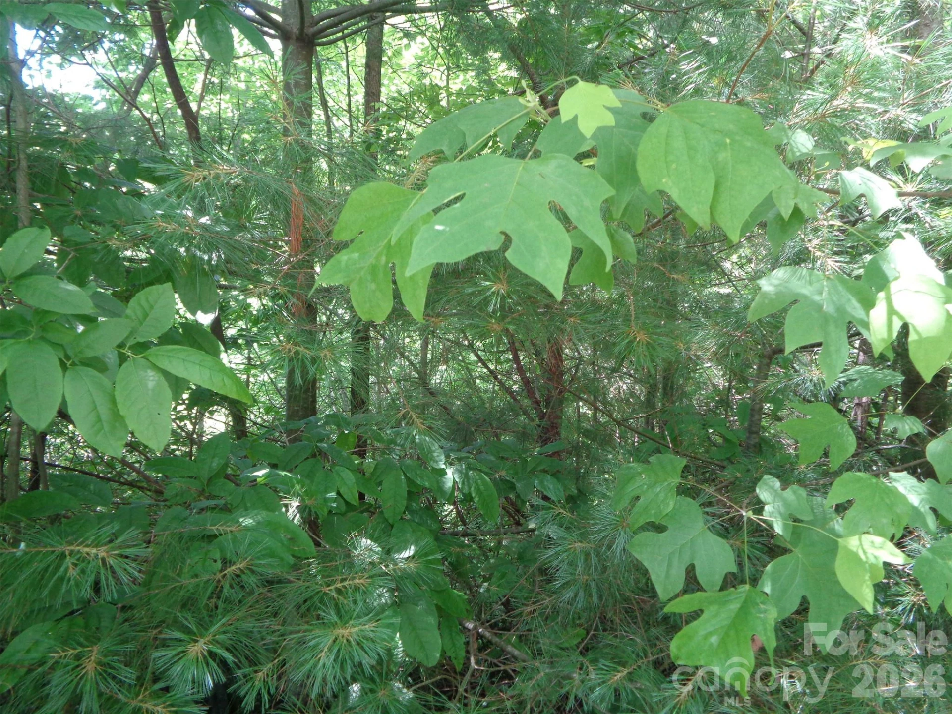 Lot 6 Peaks Creek Trail - Photo 3