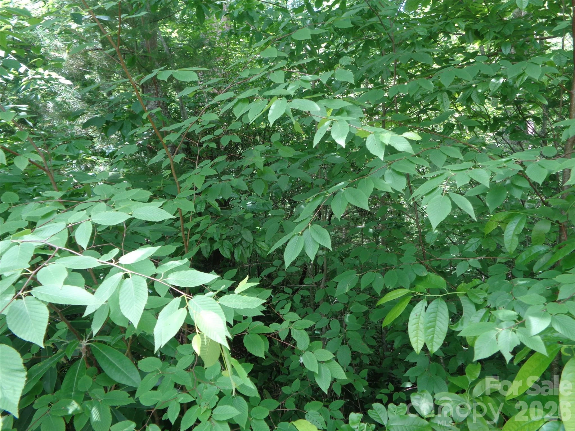 Lot 6 Peaks Creek Trail - Photo 4