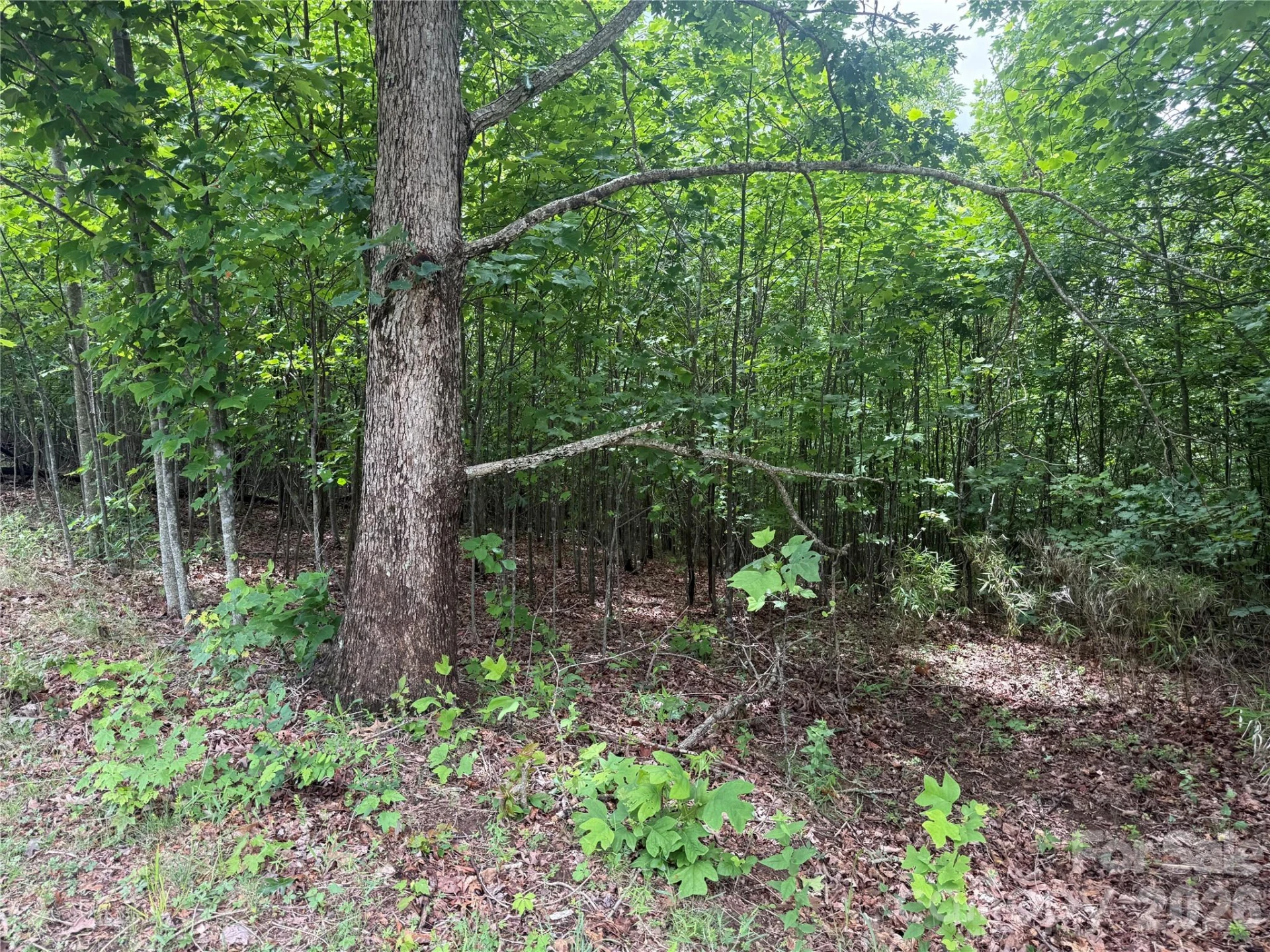 V/L Scenic Vista Drive #246 - Photo 13