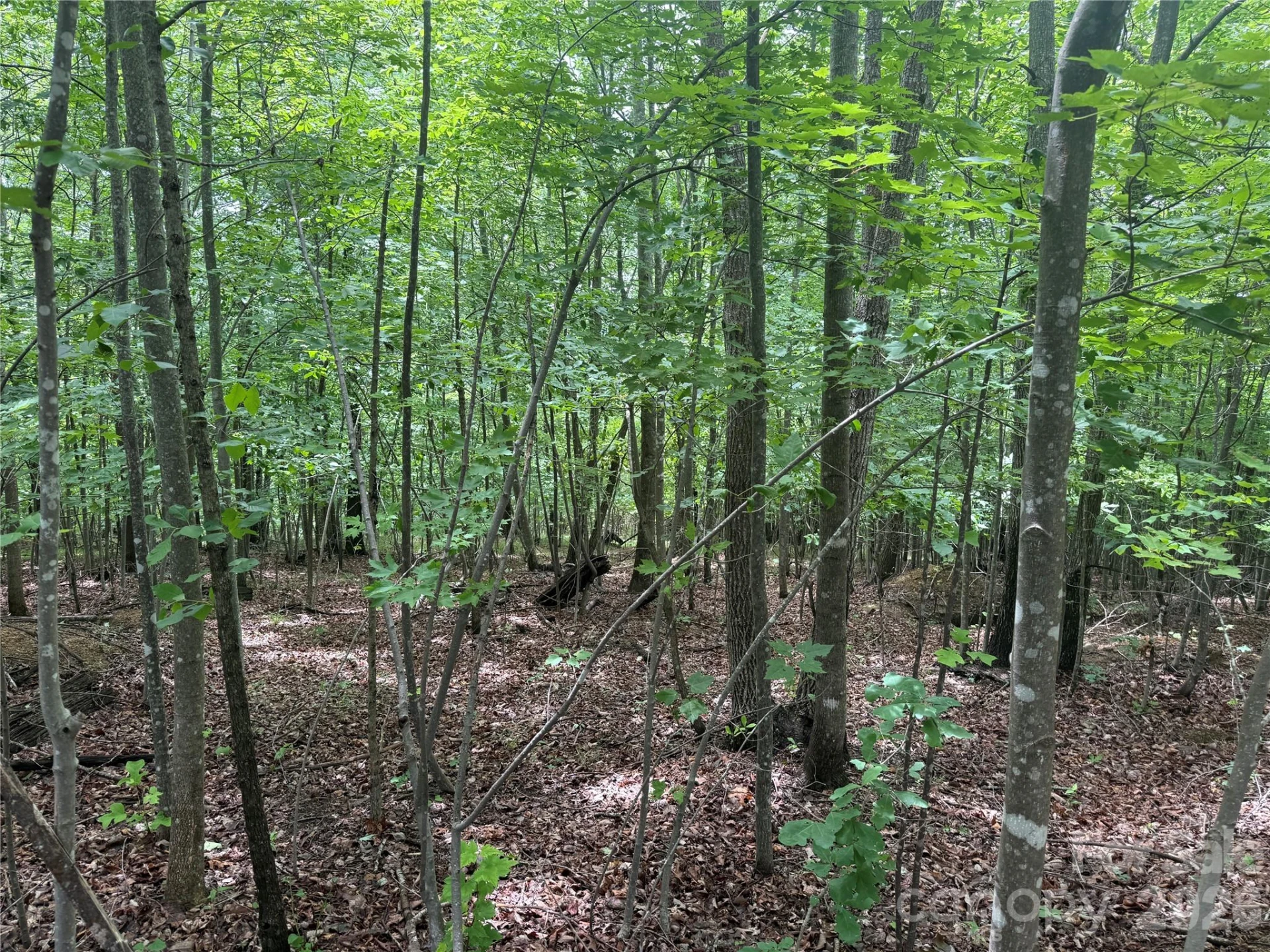 V/L Scenic Vista Drive #246 - Photo 3