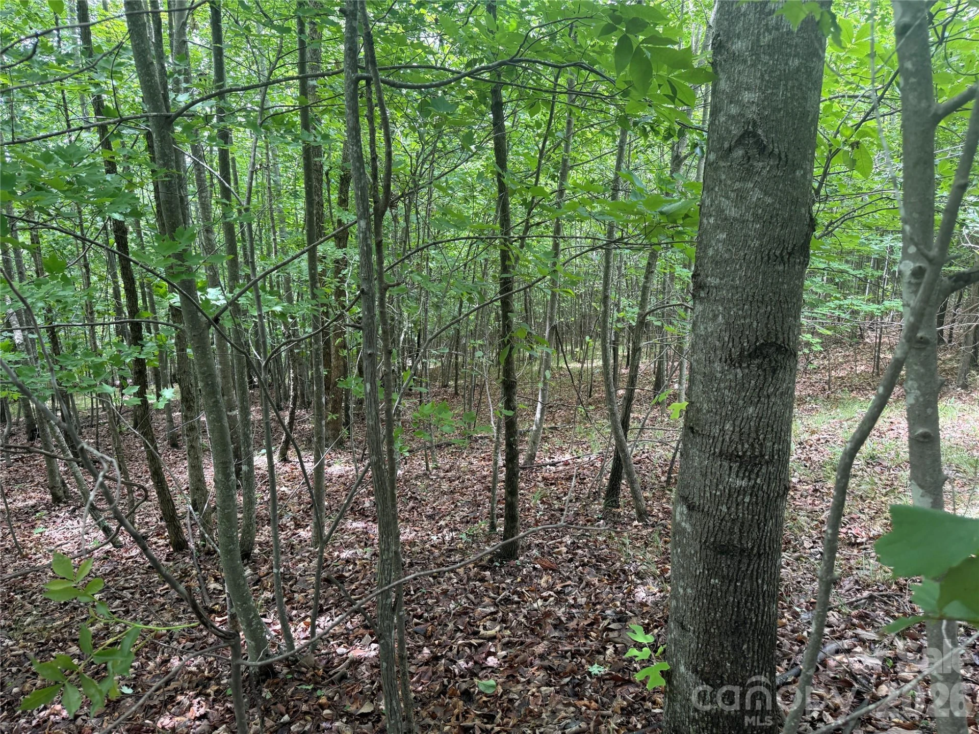 V/L Scenic Vista Drive #246 - Photo 5