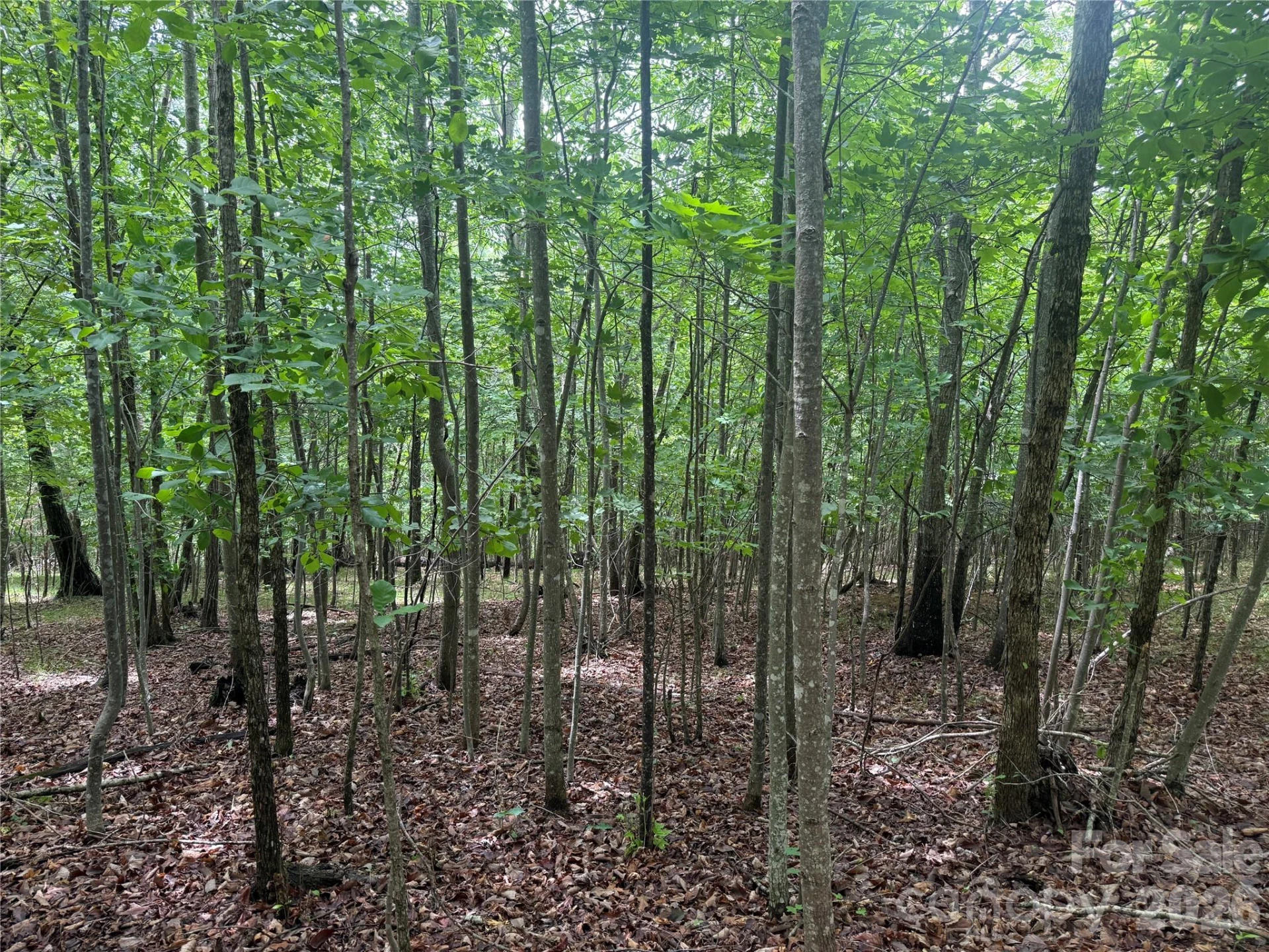 V/L Scenic Vista Drive #246 - Photo 6