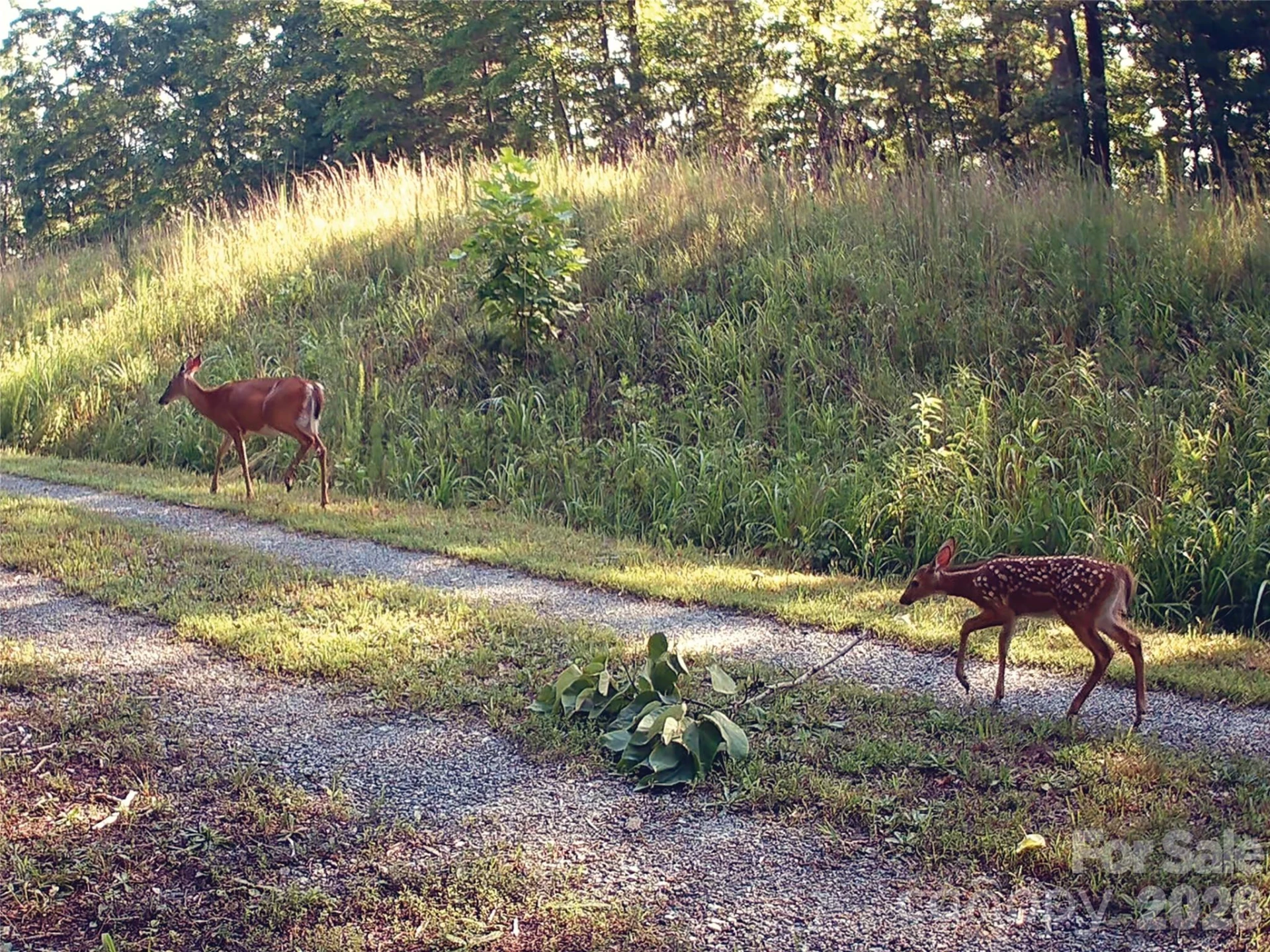 00000 Shady Bark Lane #43 & #44 - Photo 14