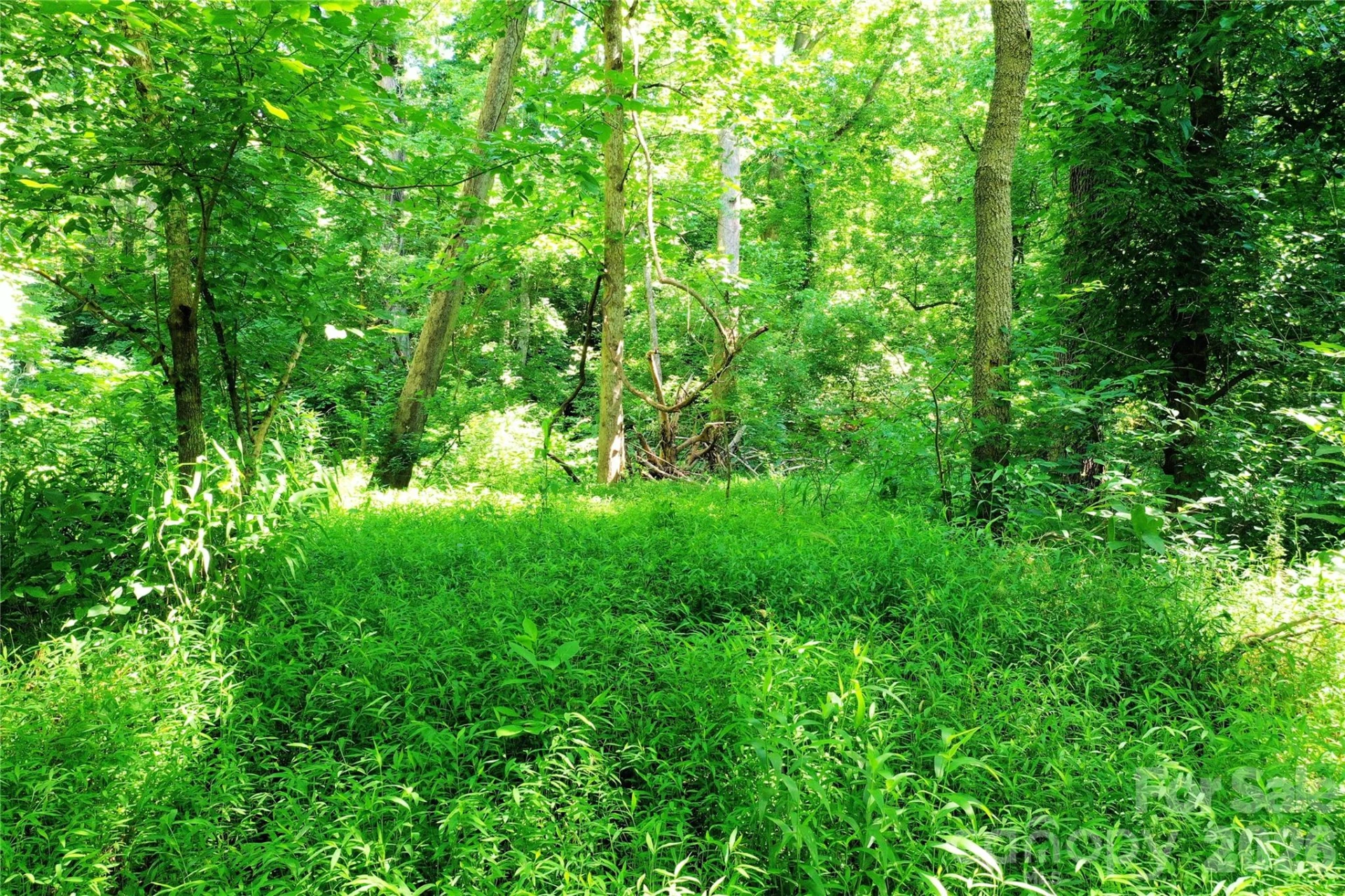 TBD River Road - Photo 16