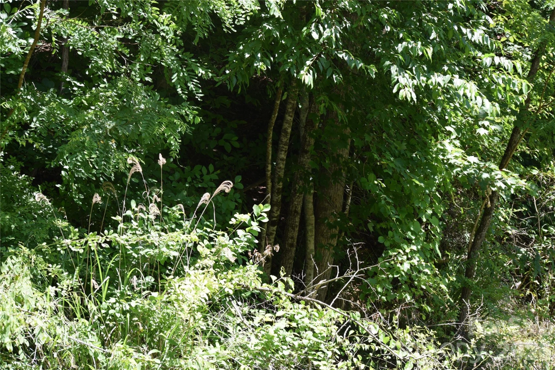 TBD Wooded Mountain Trail #Tract 1 - Photo 12