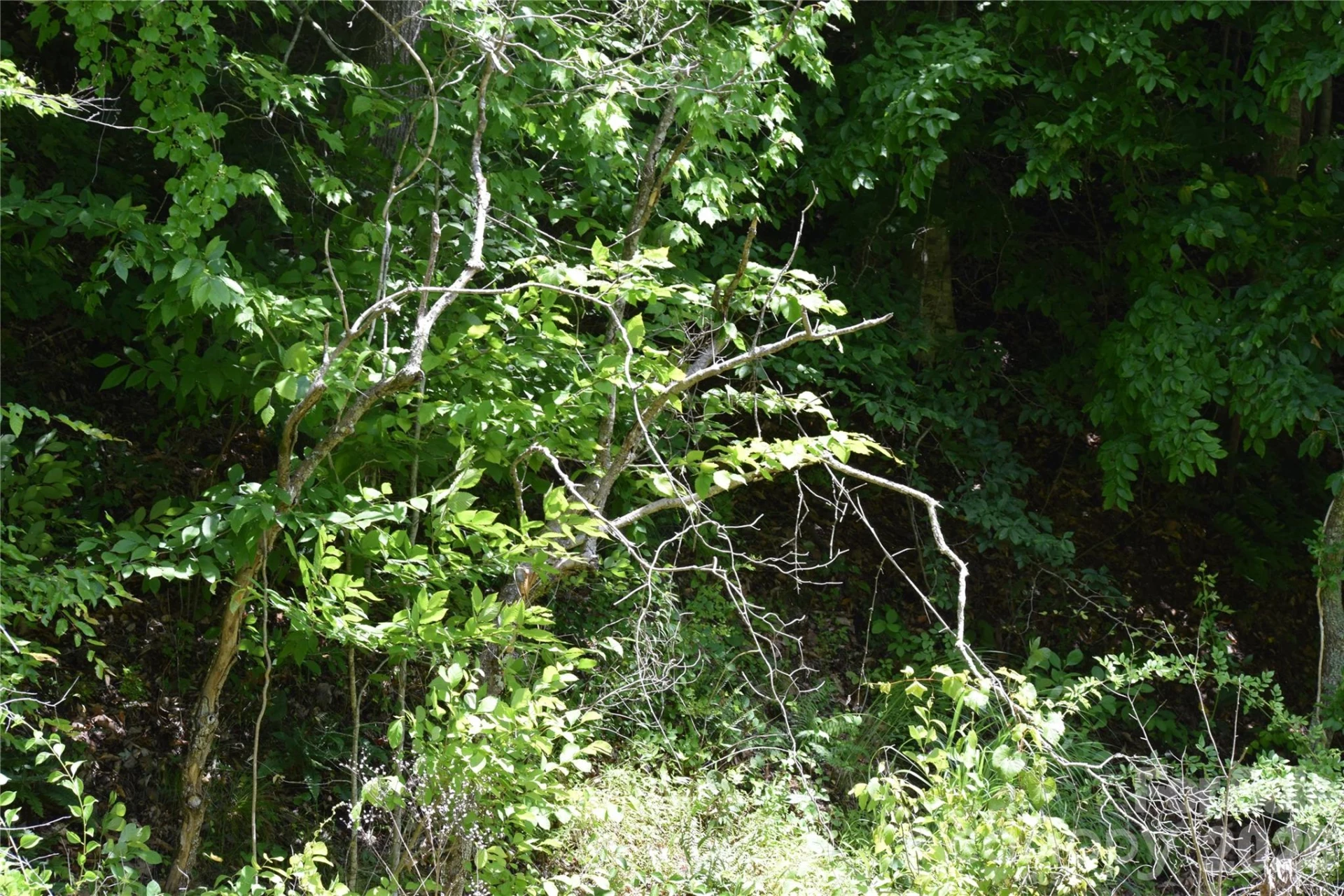 TBD Wooded Mountain Trail #Tract 1 - Photo 14
