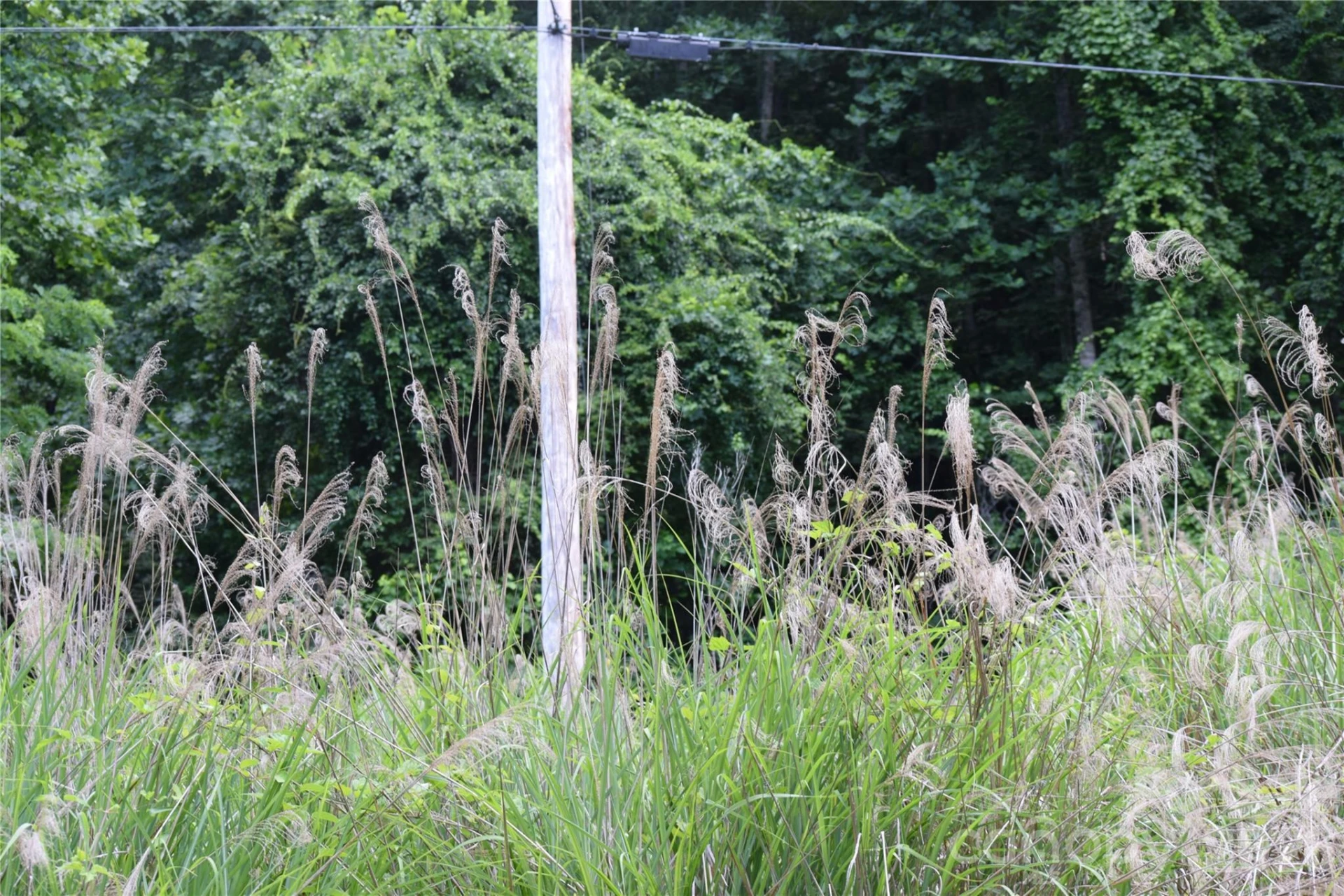 TBD Wooded Mountain Trail #Tract 1 - Photo 18