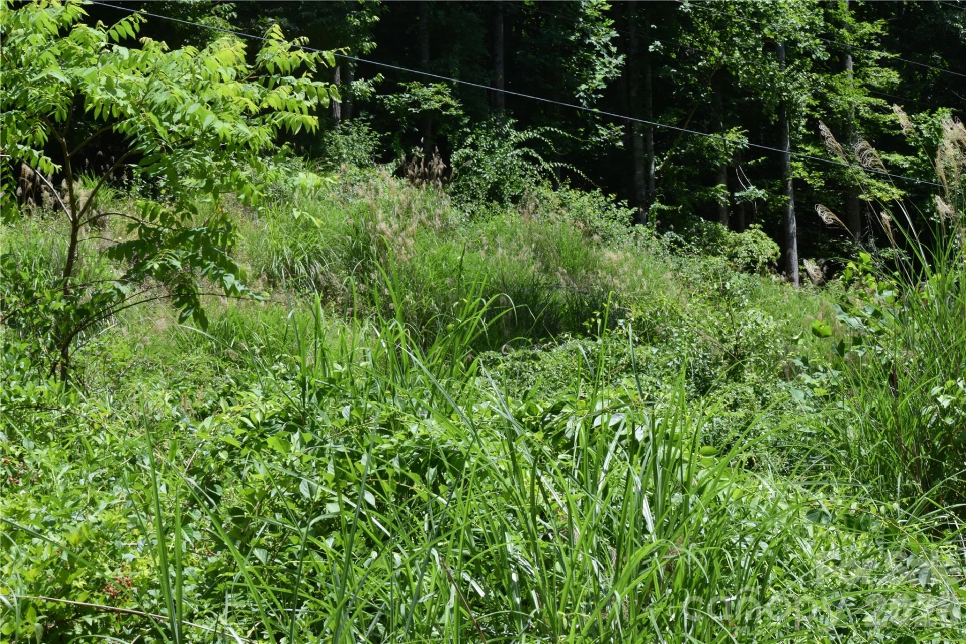 TBD Wooded Mountain Trail #Tract 1 - Photo 19