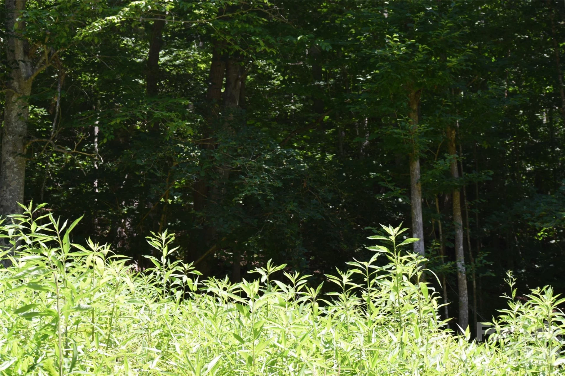 TBD Wooded Mountain Trail #Tract 1 - Photo 7