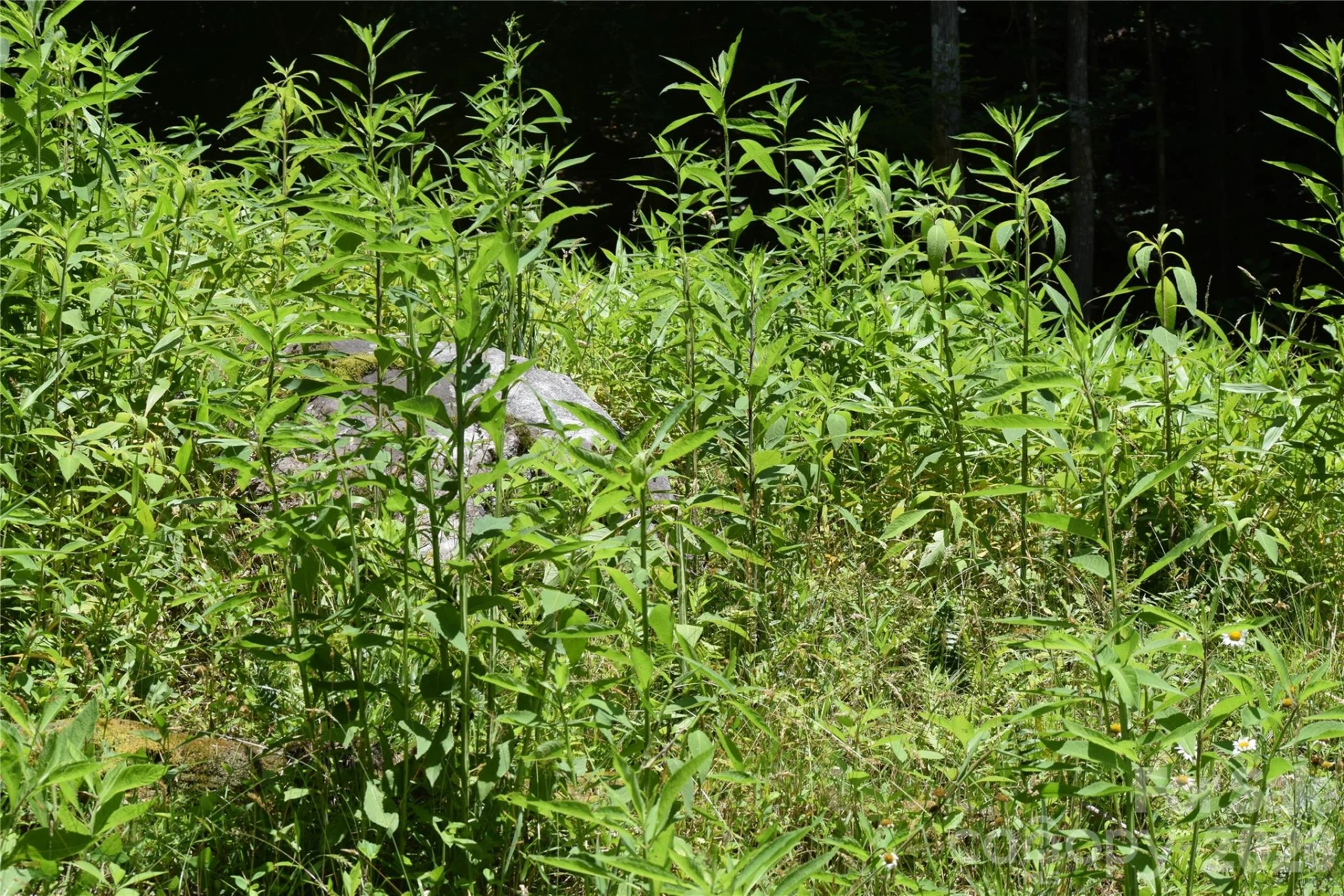 TBD Wooded Mountain Trail #Tract 1 - Photo 8