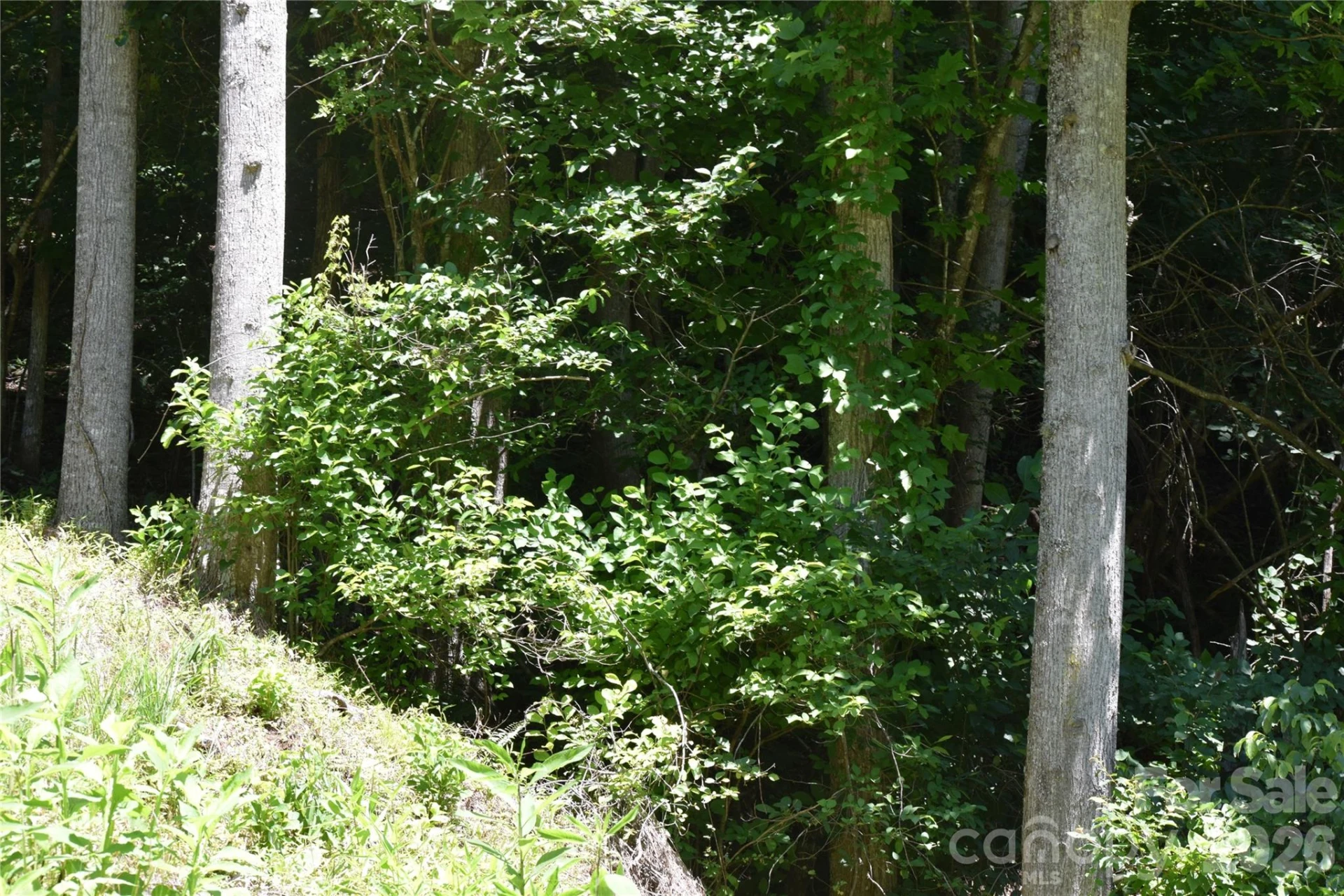 TBD Wooded Mountain Trail #Tract 1 - Photo 10