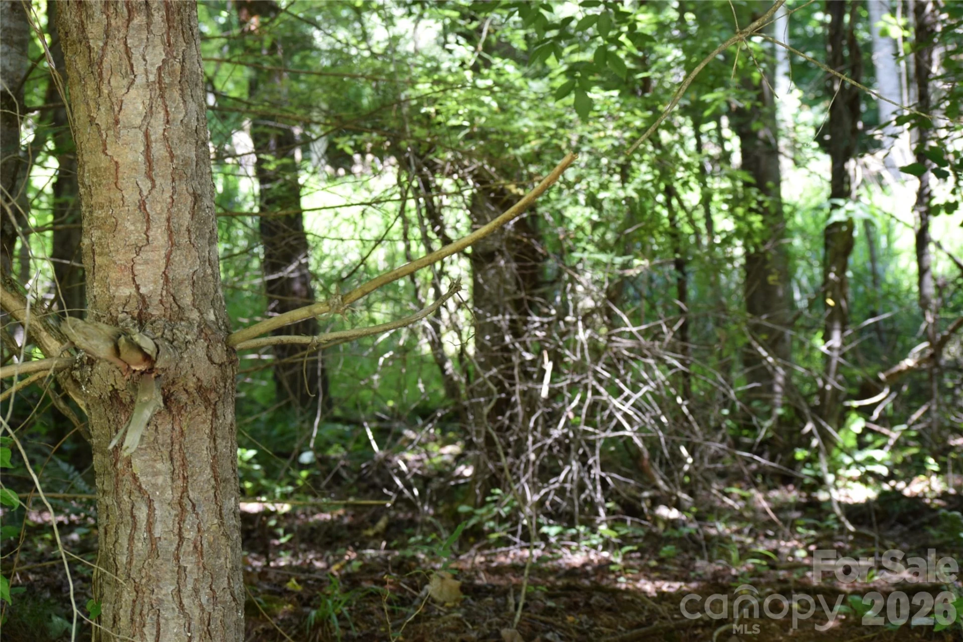 TBD Wooded Mountain Trail #Tract 2 - Photo 11