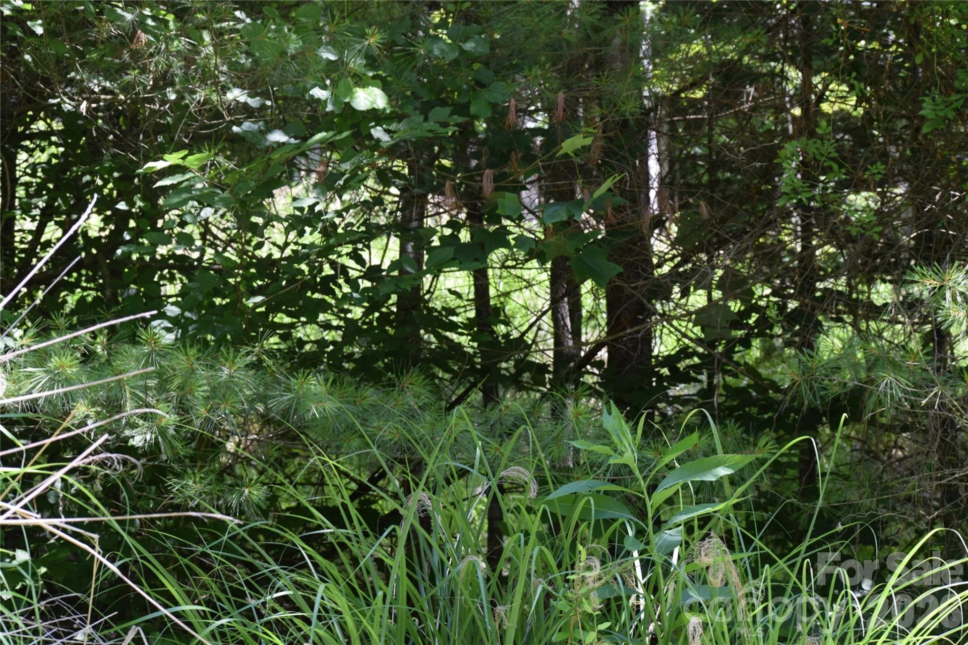 TBD Wooded Mountain Trail #Tract 2 - Photo 8