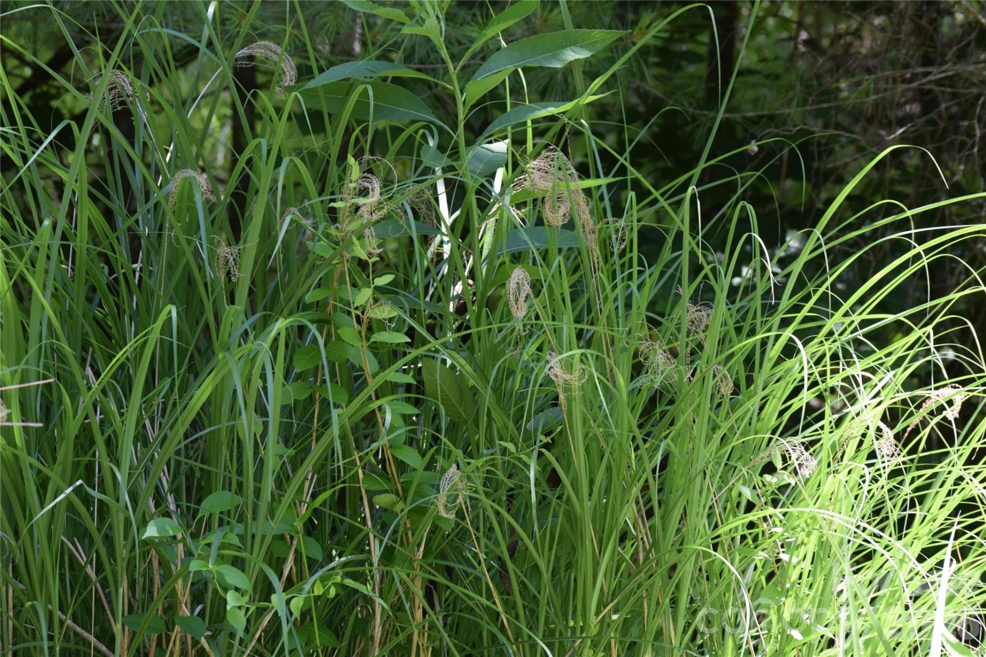 TBD Wooded Mountain Trail #Tract 2 - Photo 9