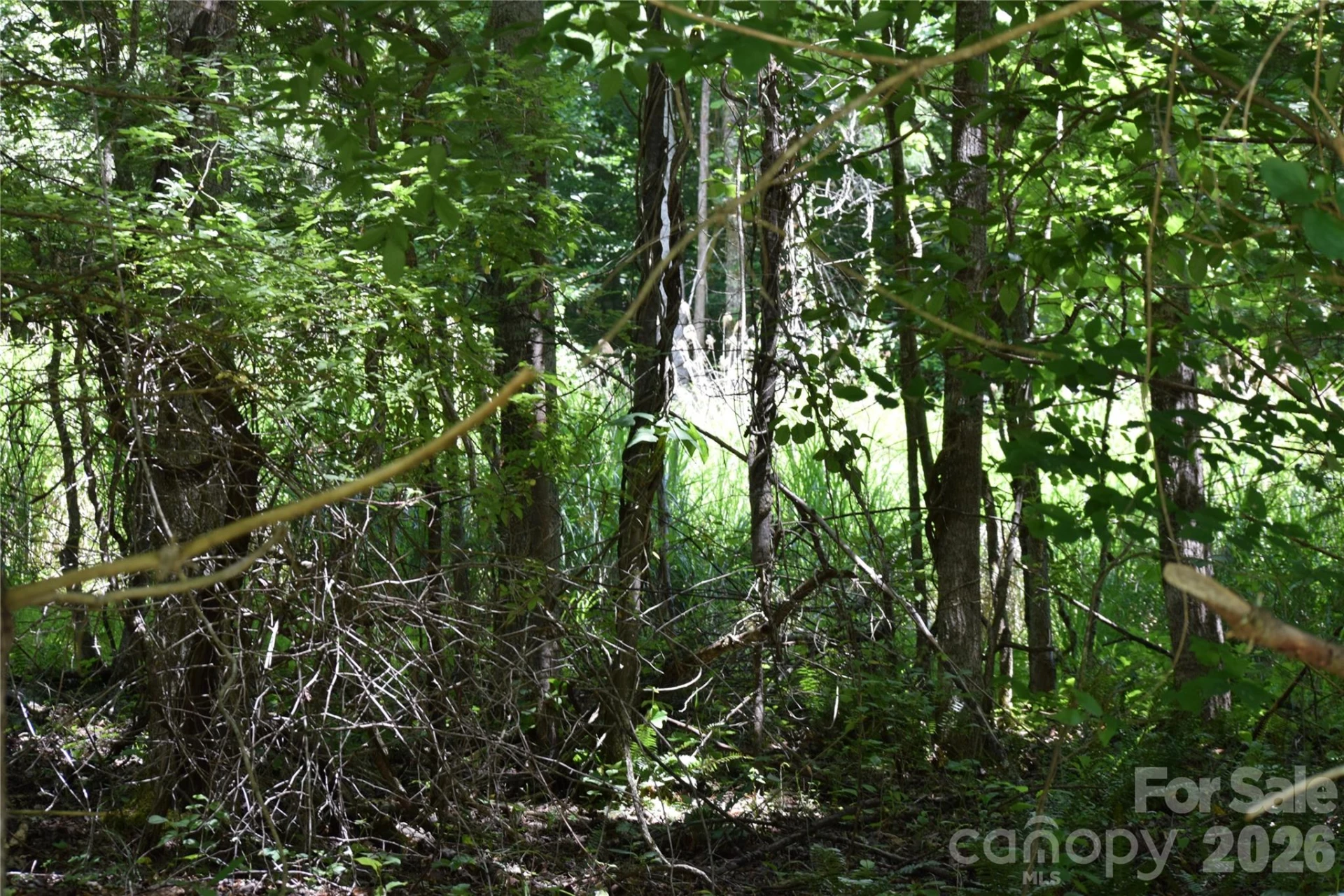 TBD Wooded Mountain Trail #Tract 2 - Photo 10