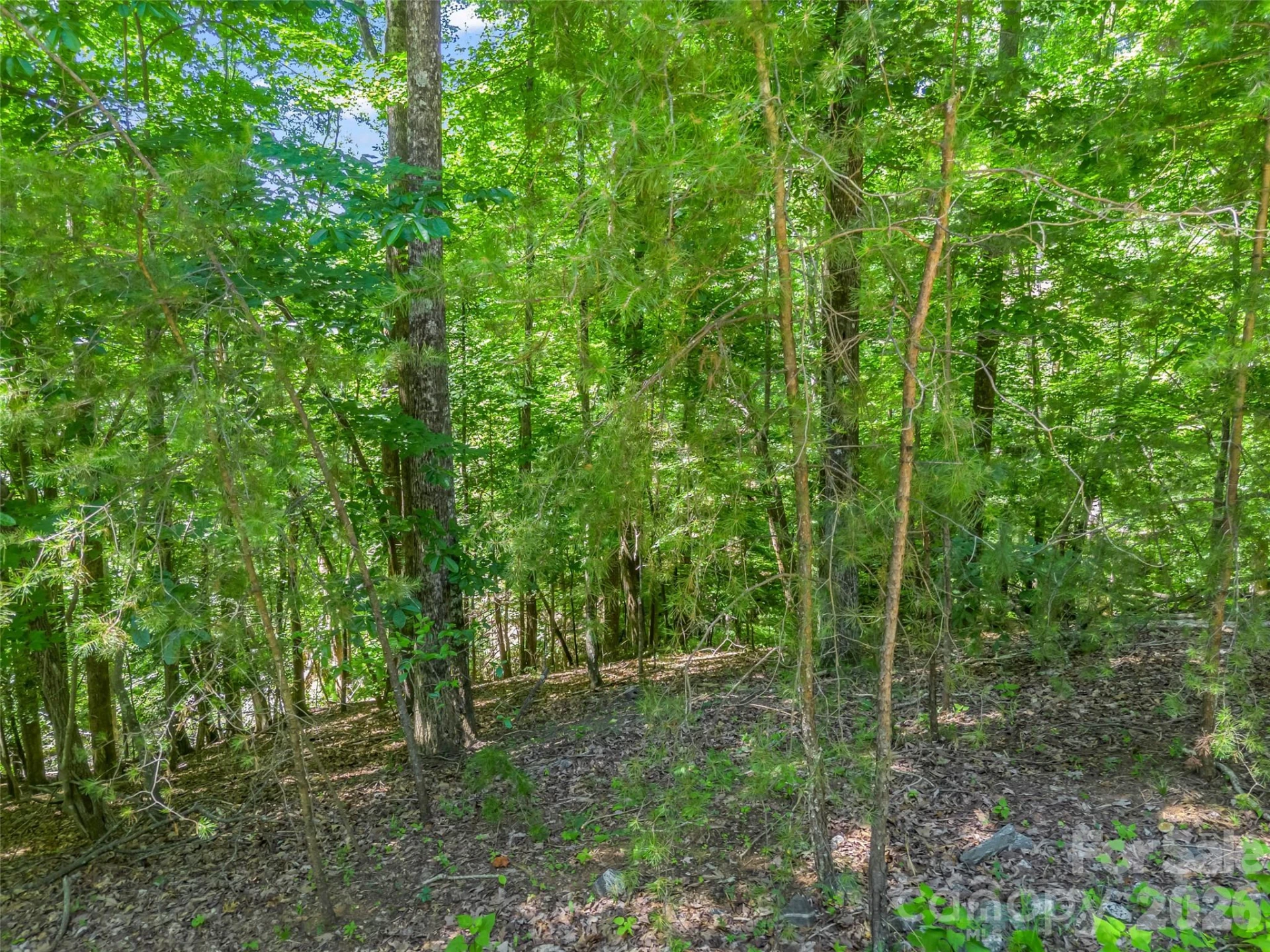 0 Hawks Nest Trail #31 - Photo 4