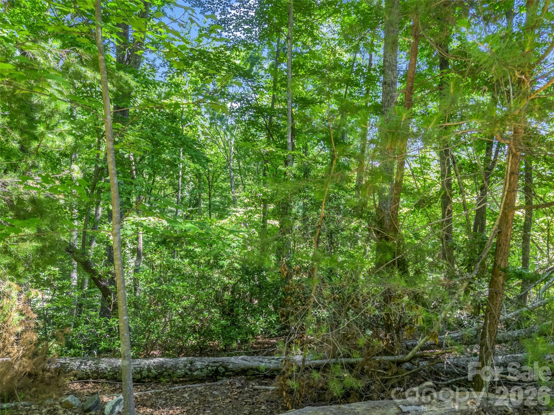 0 Hawks Nest Trail #31 - Photo 6