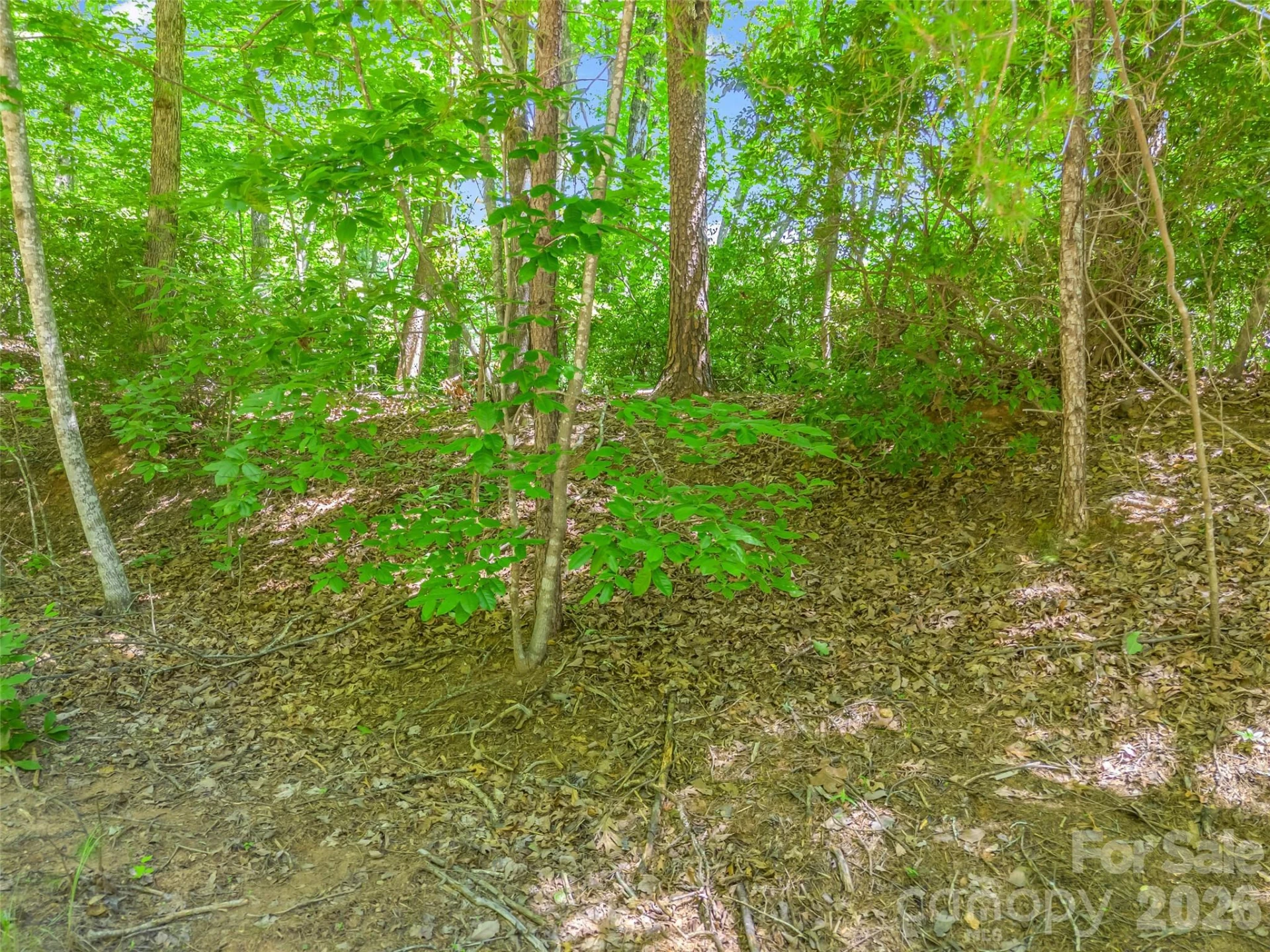 0 Hawks Nest Trail #31 - Photo 7