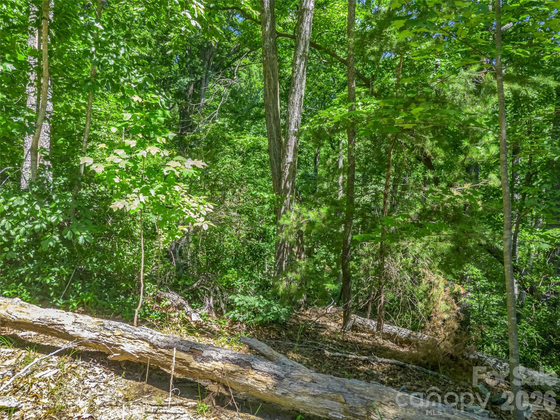 0 Hawks Nest Trail #31 - Photo 8