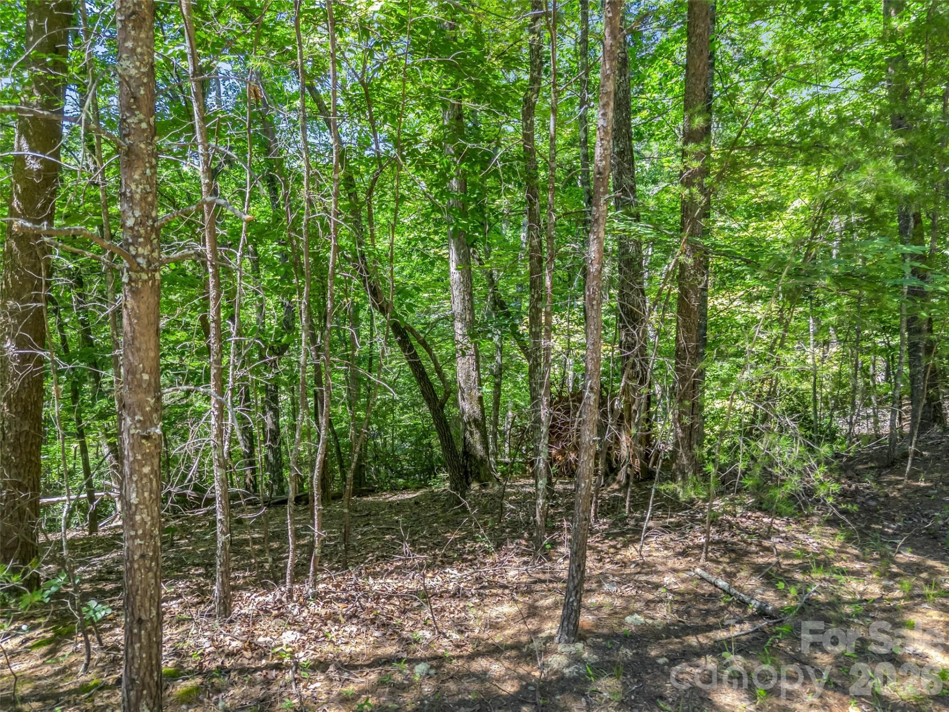 0 Hawks Nest Trail #31 - Photo 9