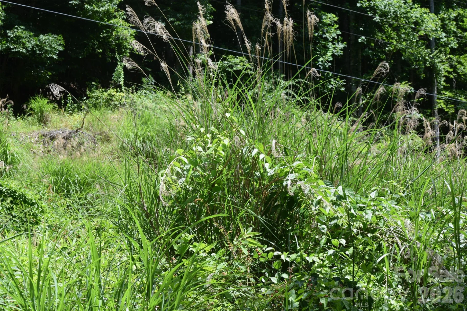 TBD Wooded Mountain Trail #Tracts 1 & 2 - Photo 14
