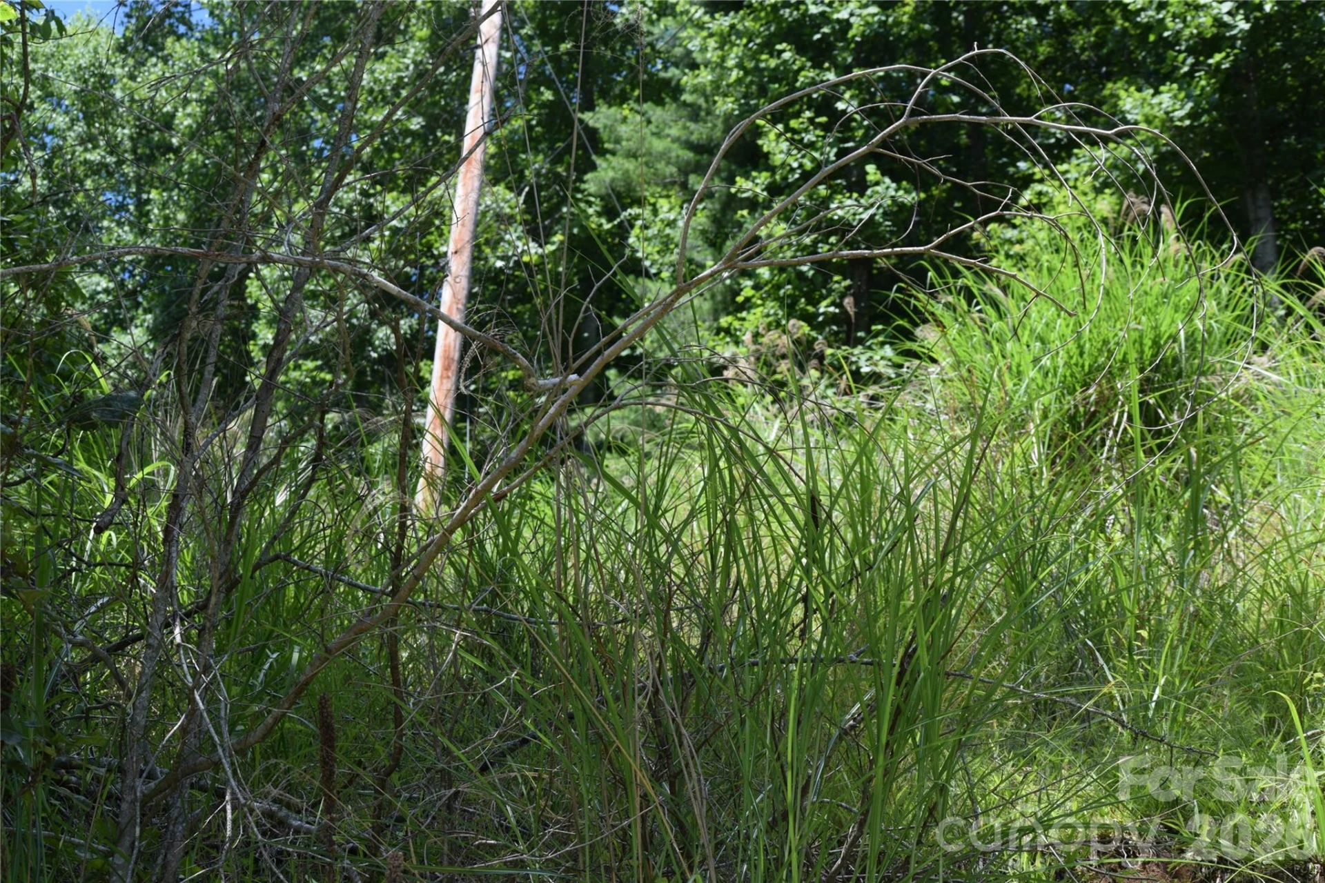 TBD Wooded Mountain Trail #Tracts 1 & 2 - Photo 19