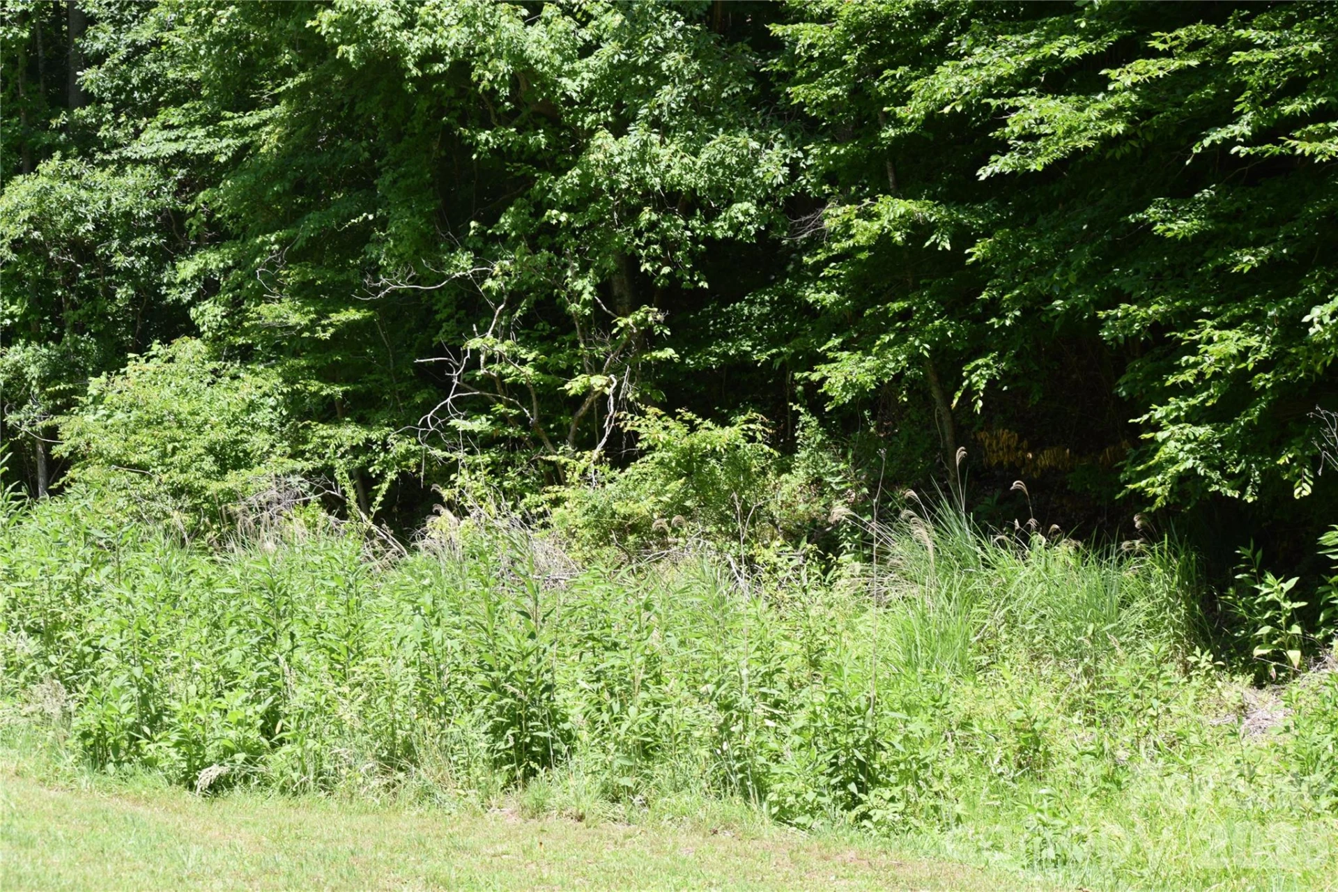 TBD Wooded Mountain Trail #Tracts 1 & 2 - Photo 21