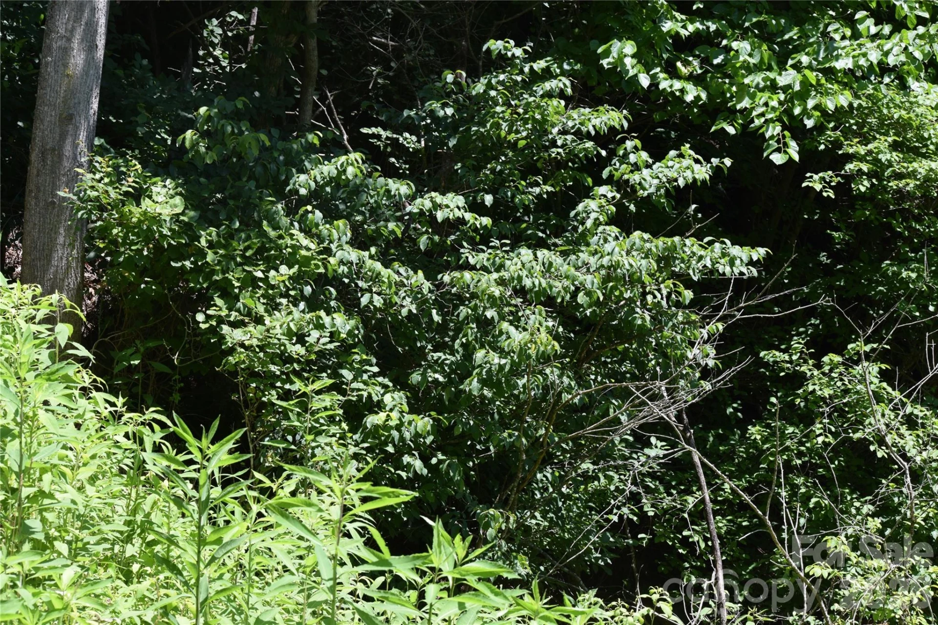 TBD Wooded Mountain Trail #Tracts 1 & 2 - Photo 27