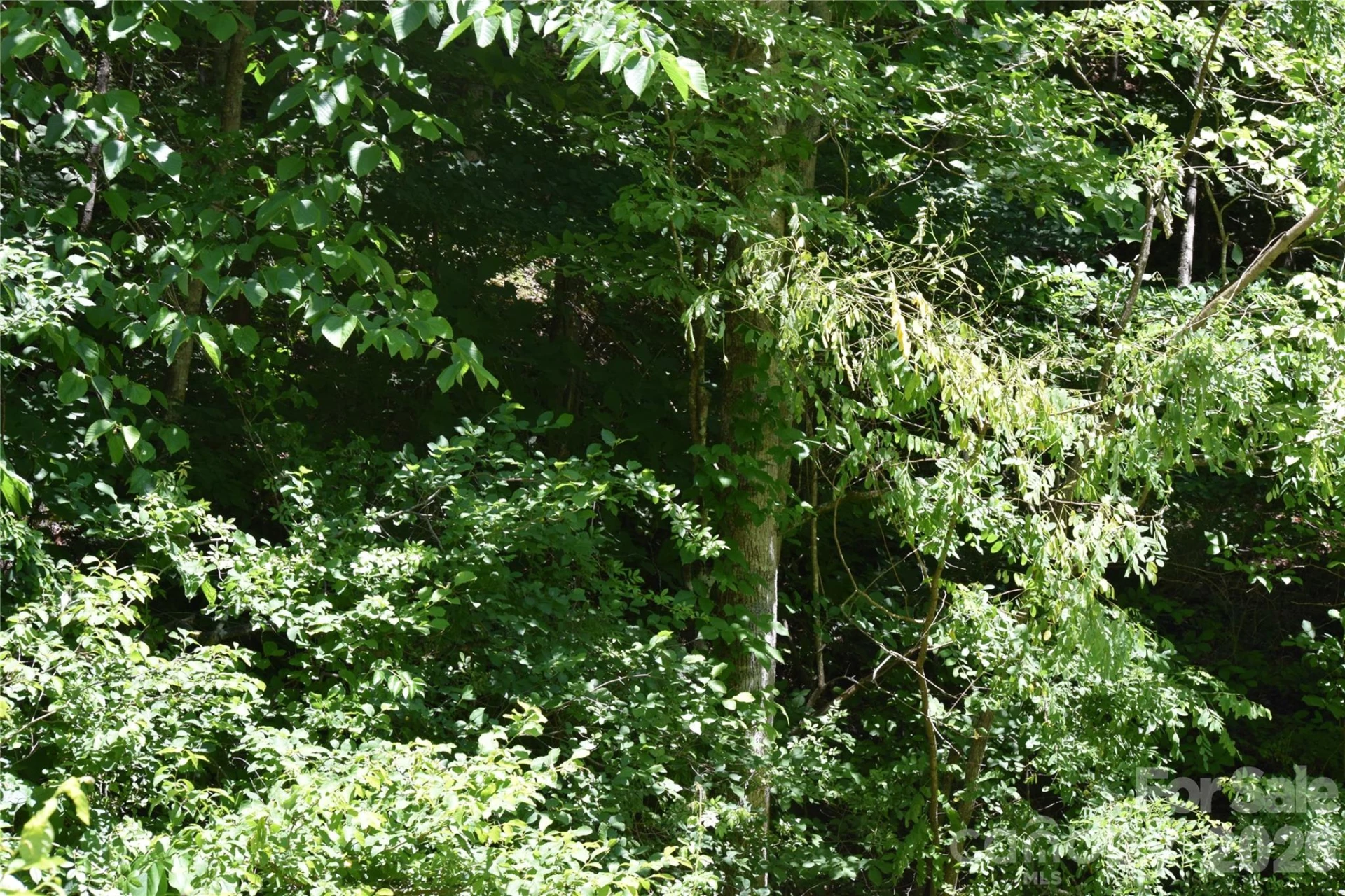 TBD Wooded Mountain Trail #Tracts 1 & 2 - Photo 29