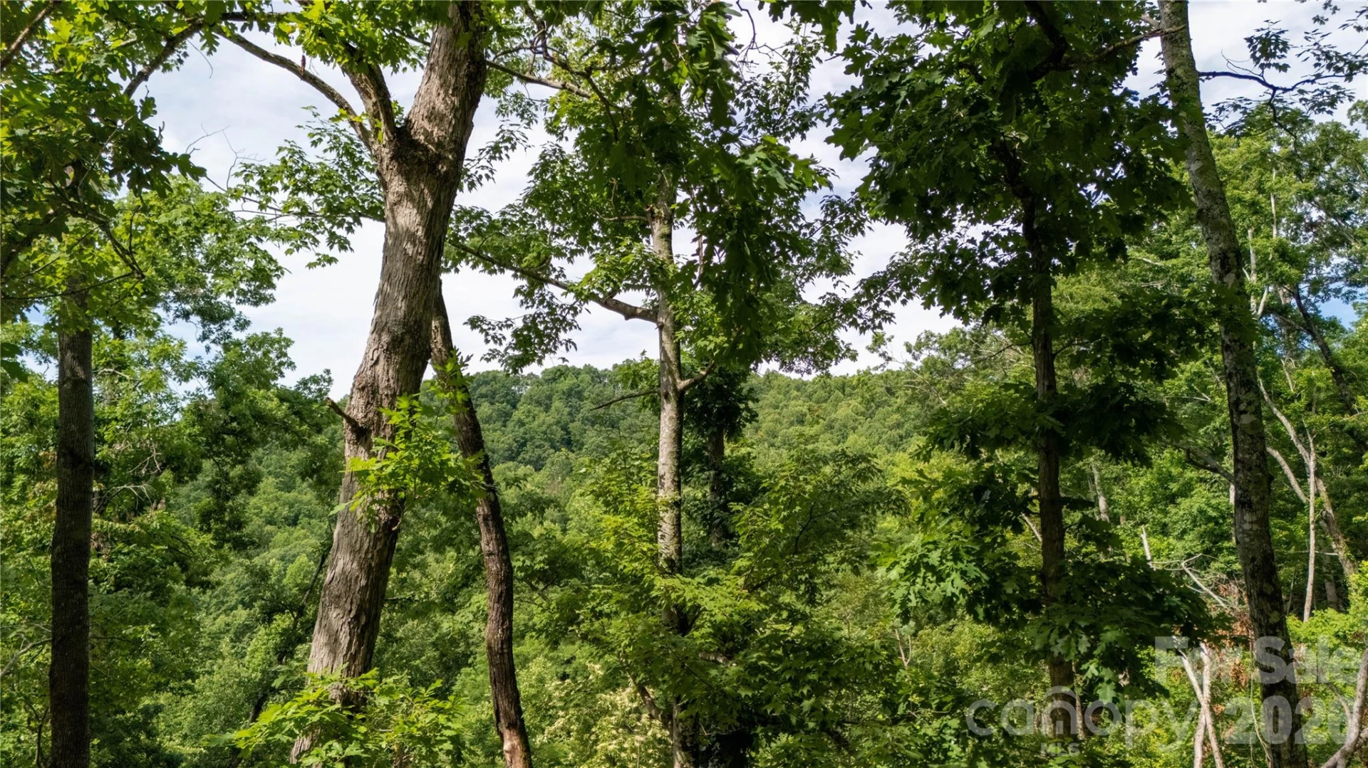 Lot 146 Shire Lane #146 - Photo 4