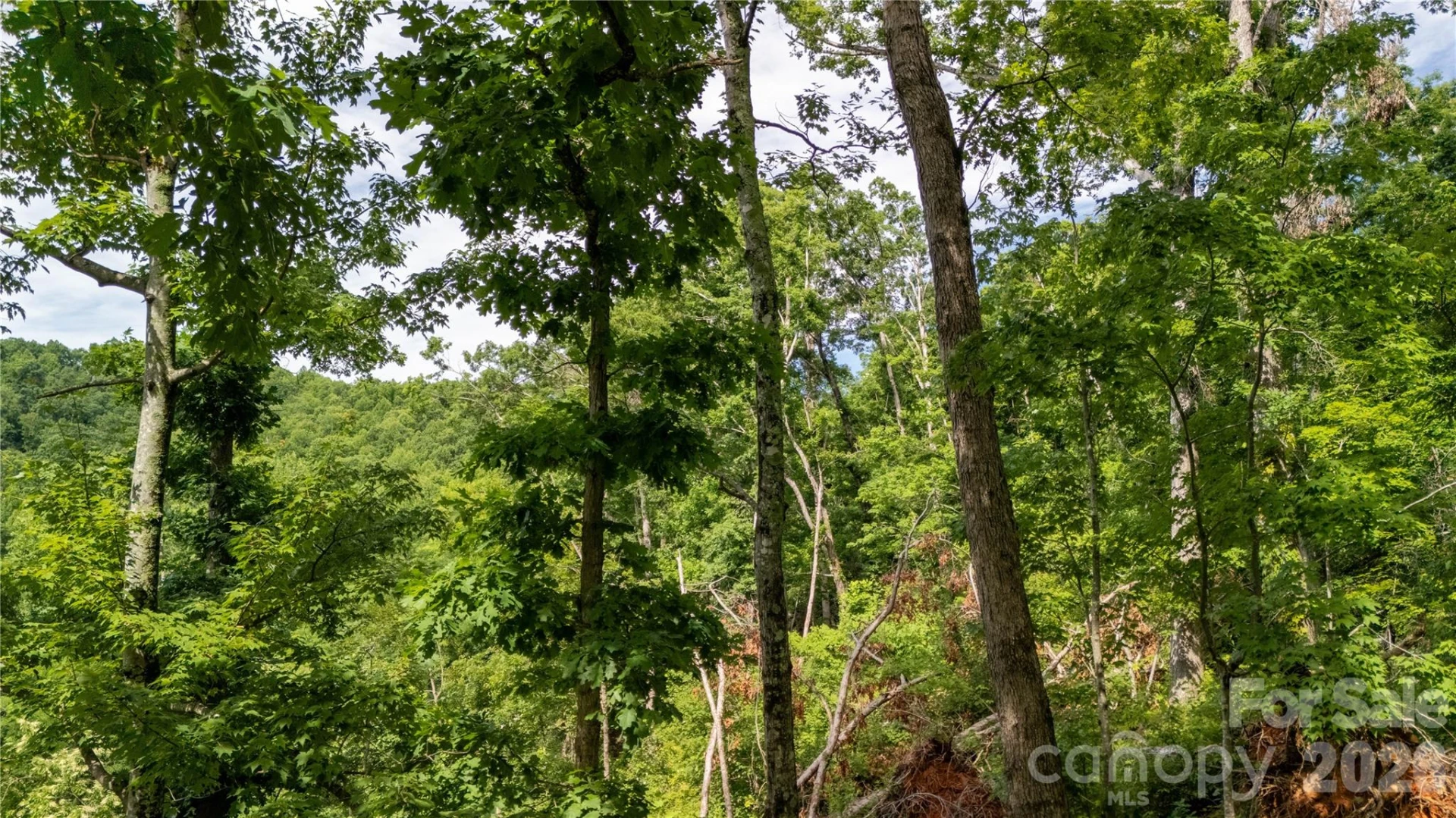 Lot 146 Shire Lane #146 - Photo 6