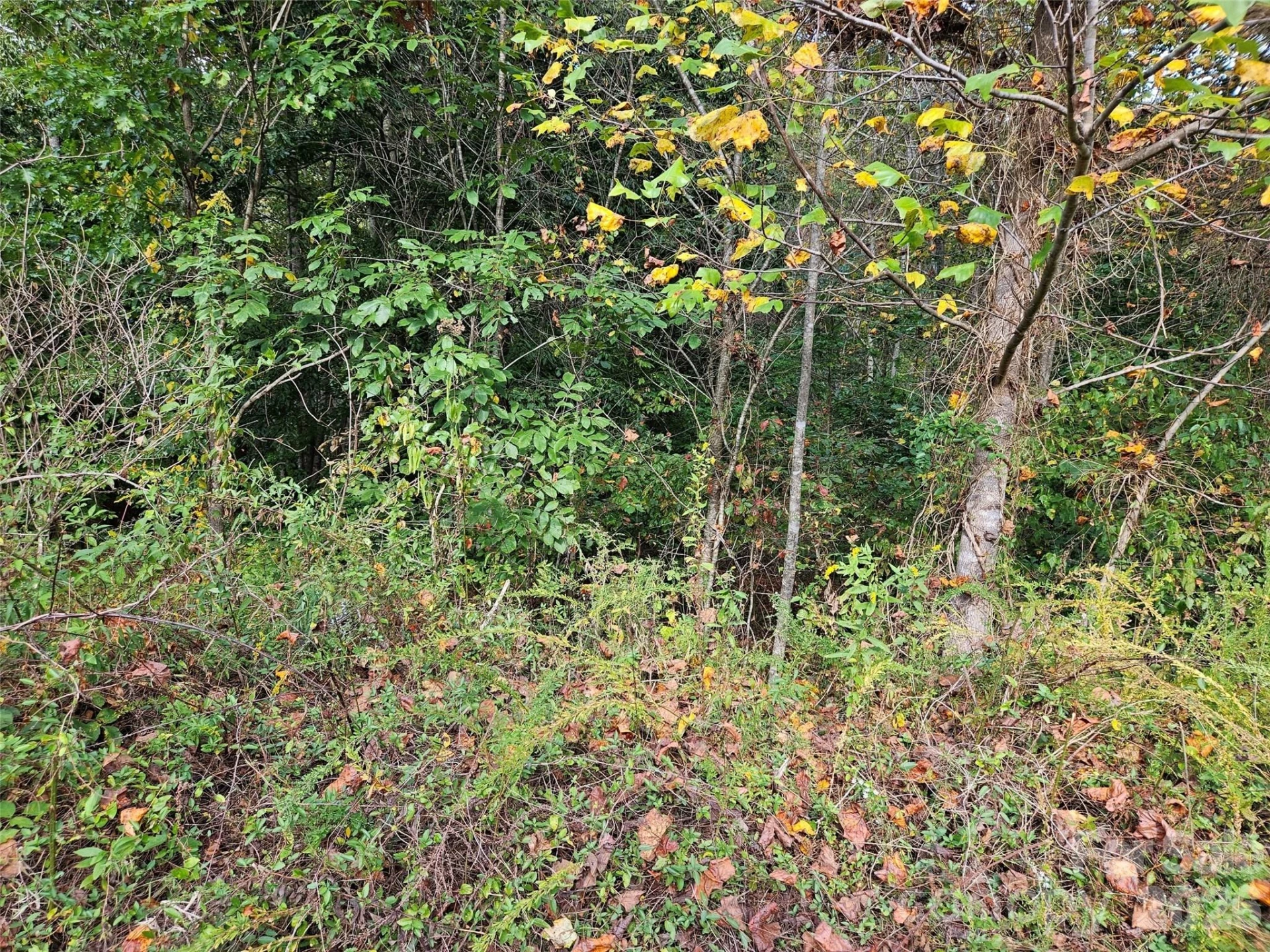 0 Hickory Loop Road #Lot 36 - Photo 4