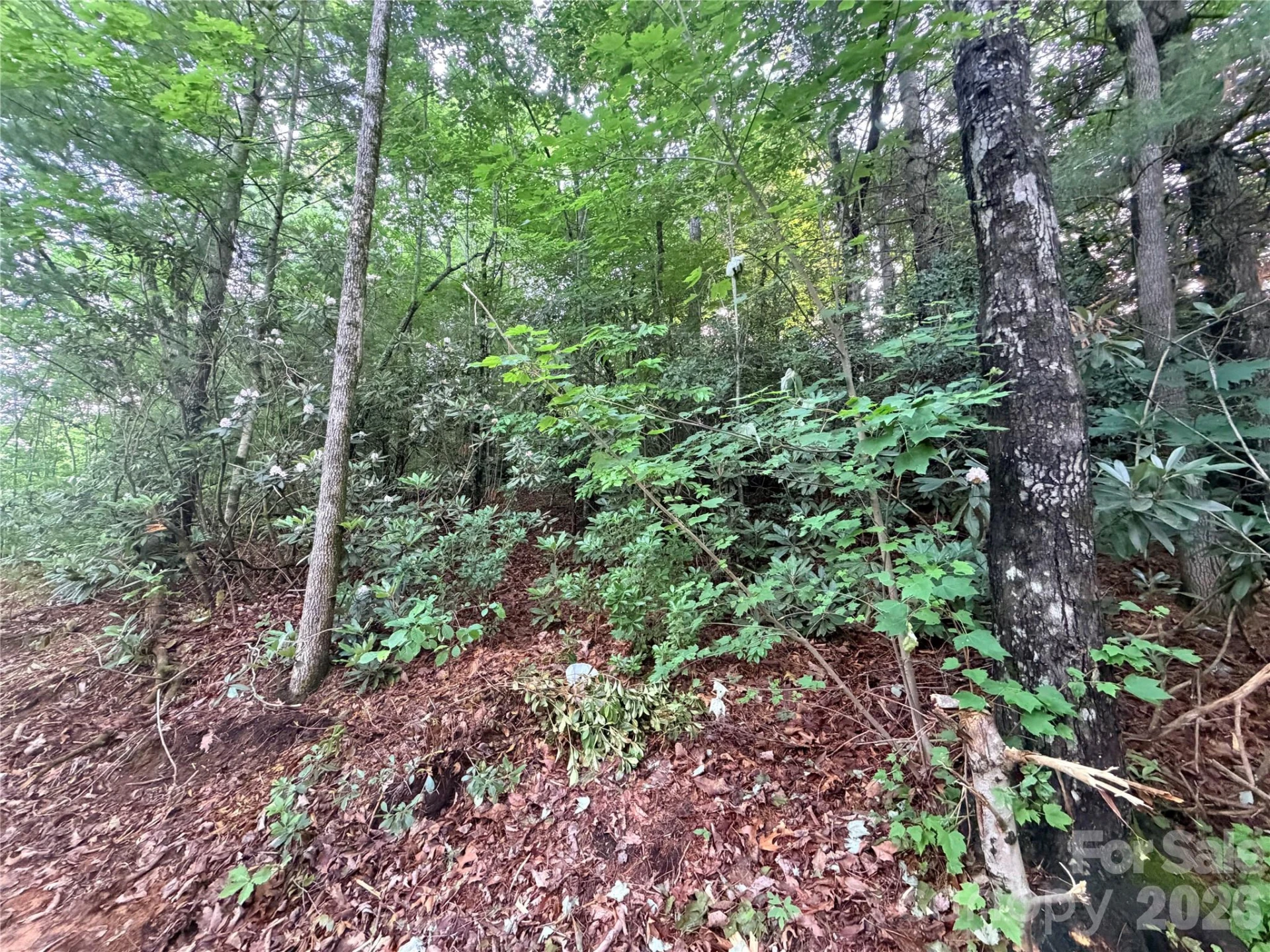 0 Silverglen Way #53 - Photo 6