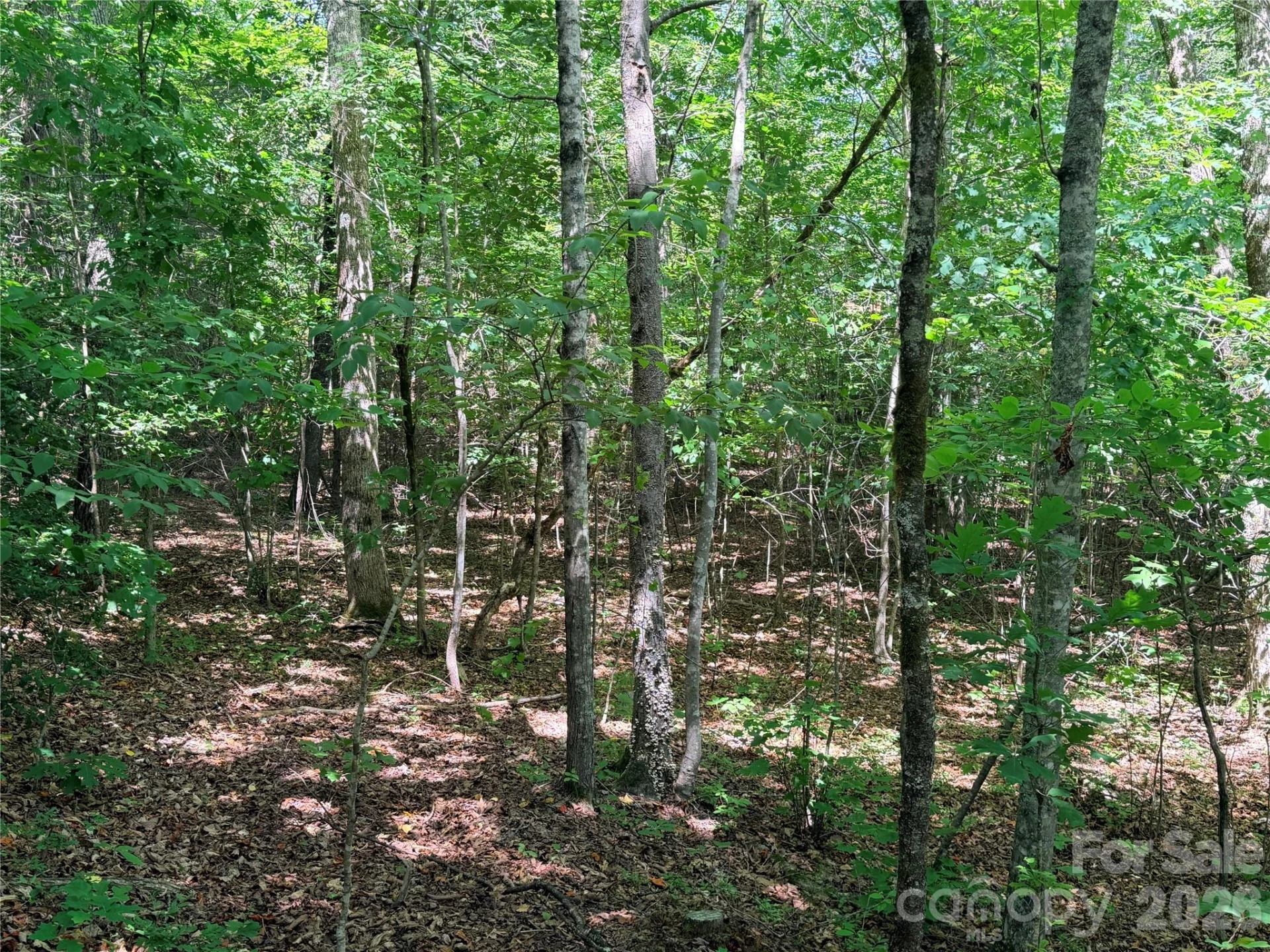 00 Grassy Knob Road #5 - Photo 5