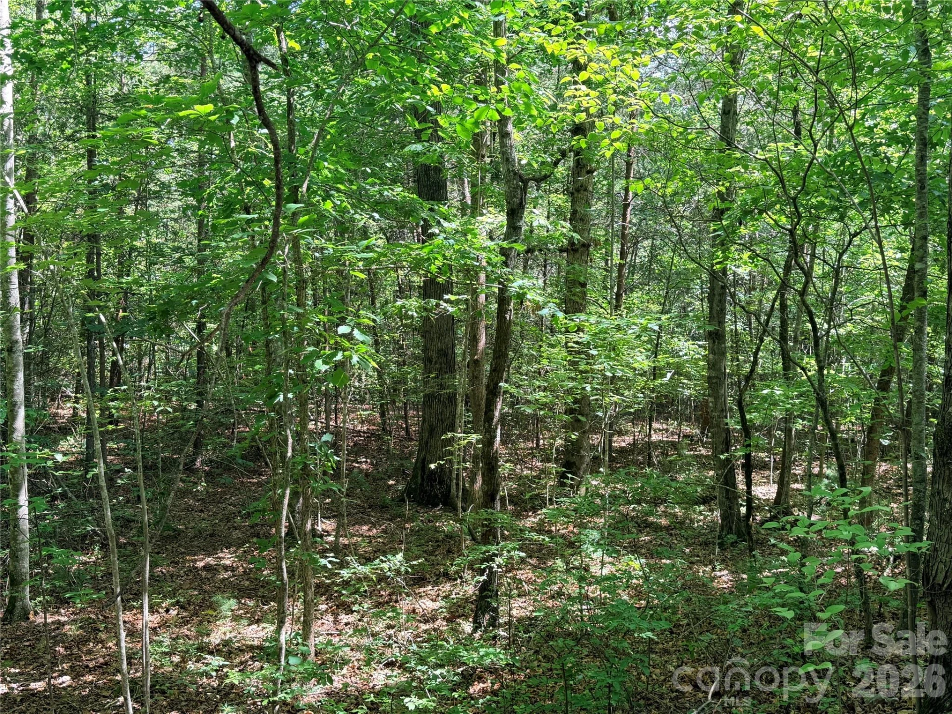 00 Grassy Knob Road #5 - Photo 6