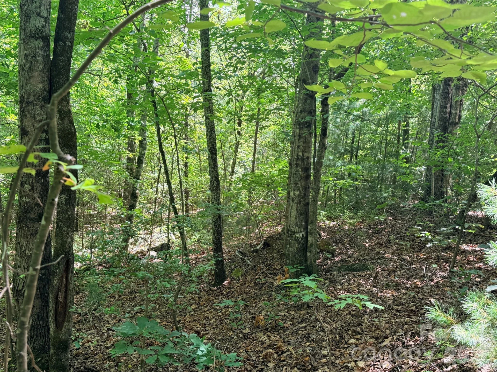 00 Grassy Knob Road #5 - Photo 7
